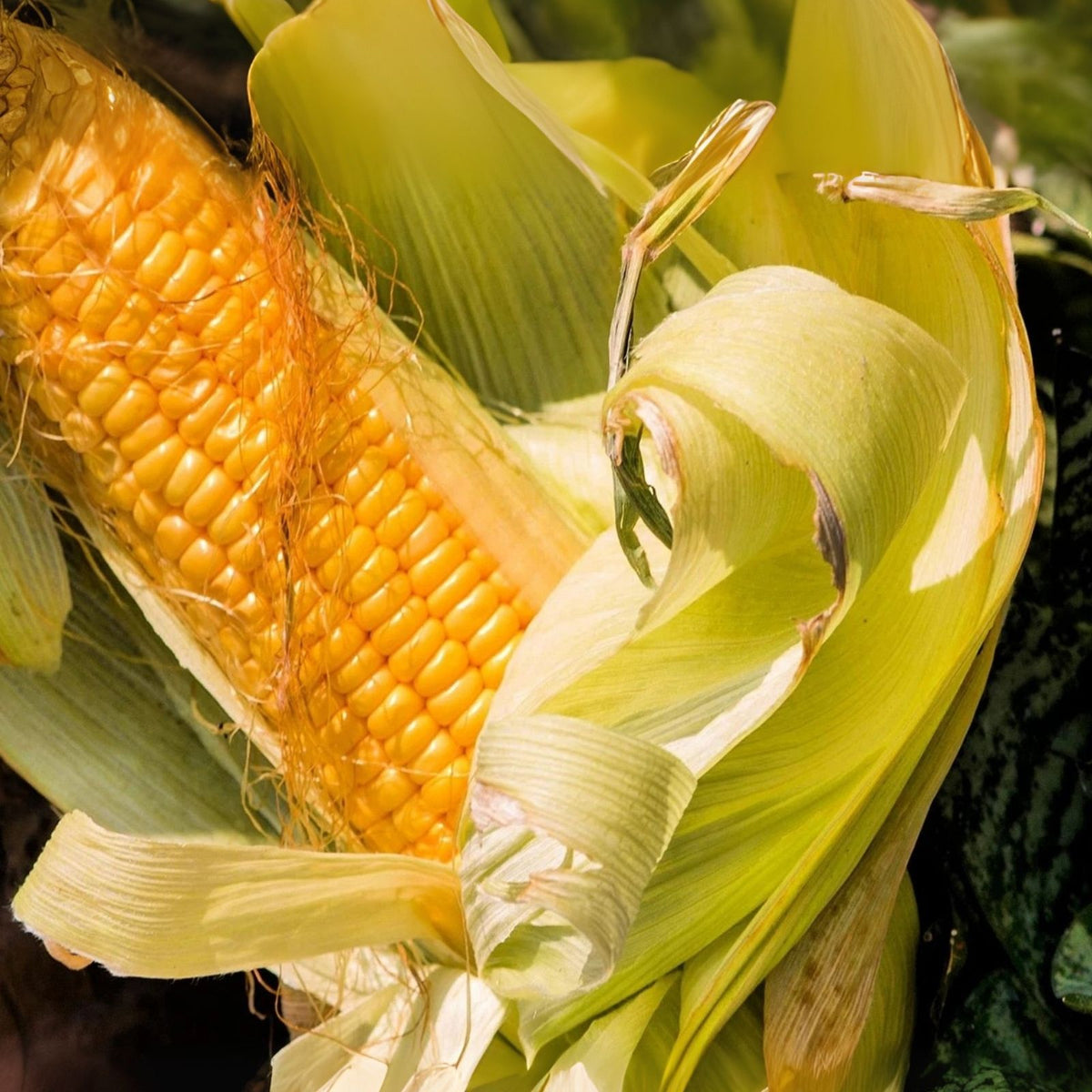 Sweet Corn Seeds - 100 Bantam Gold Variety - Best Tasting Corn for Planting - Zea mays
