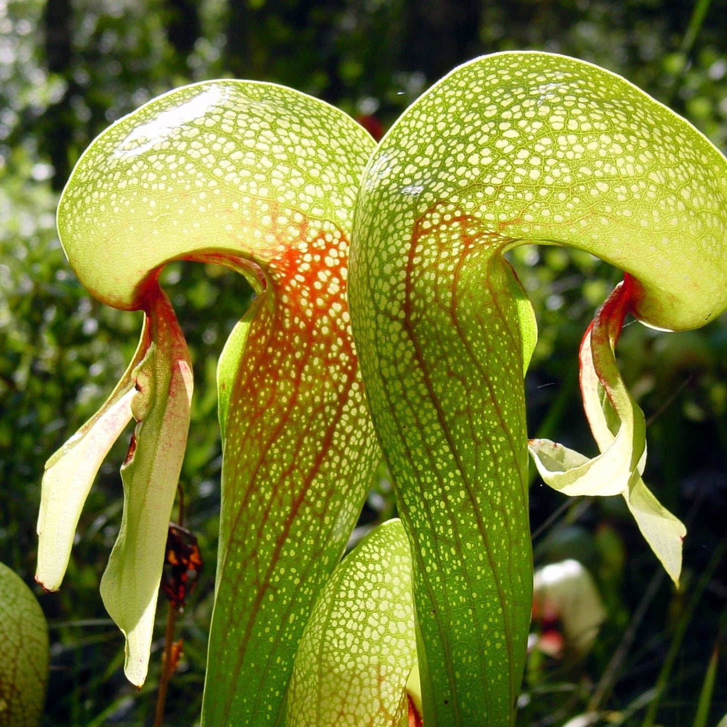 Cobra Lily Plant - Large Live Darlingtonia californica - Carnivorous Pitcher Plant in Pot