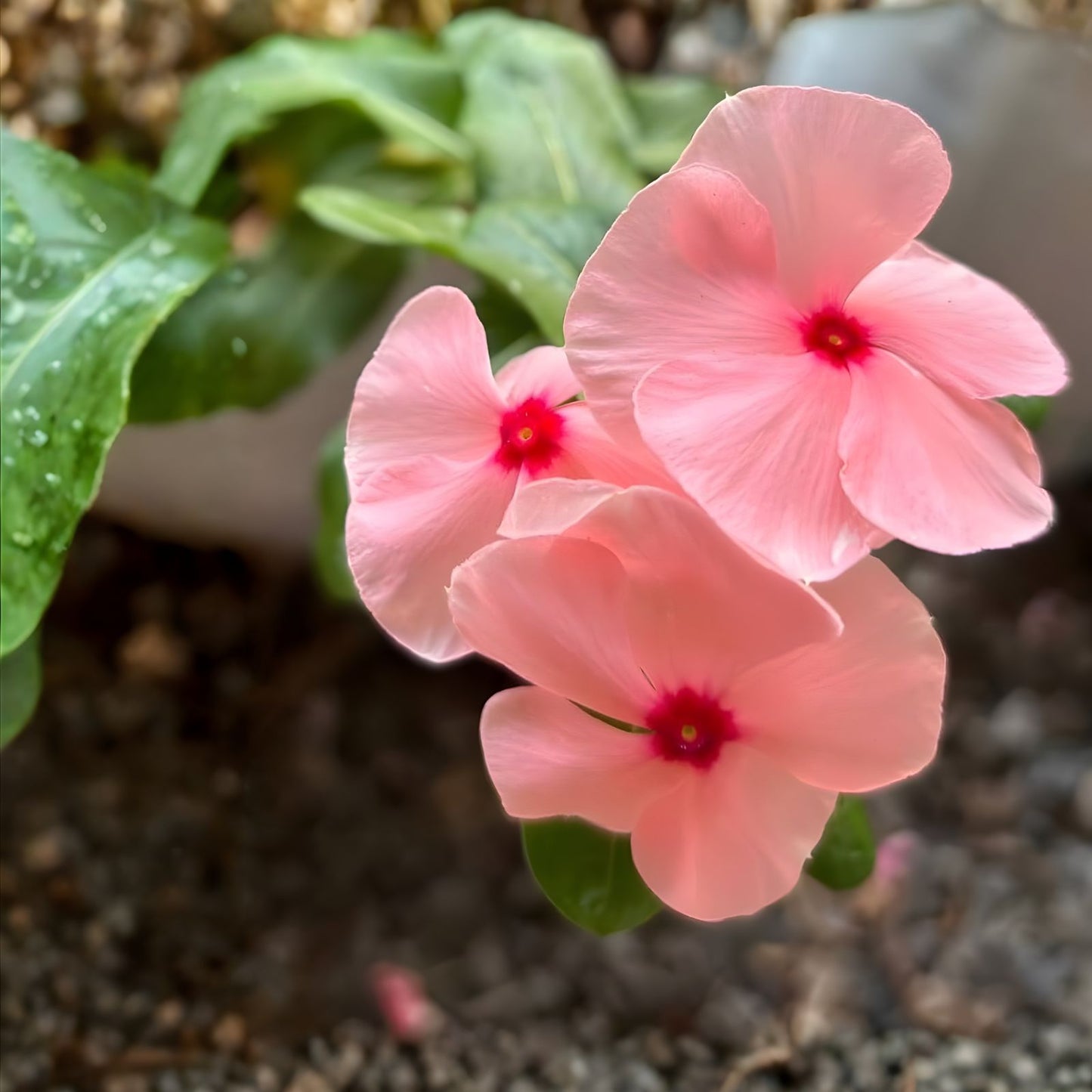 Vinca Seeds 100 Count Apricot Variety, Vinca Rosea Flower Seeds, Non-California Shipping