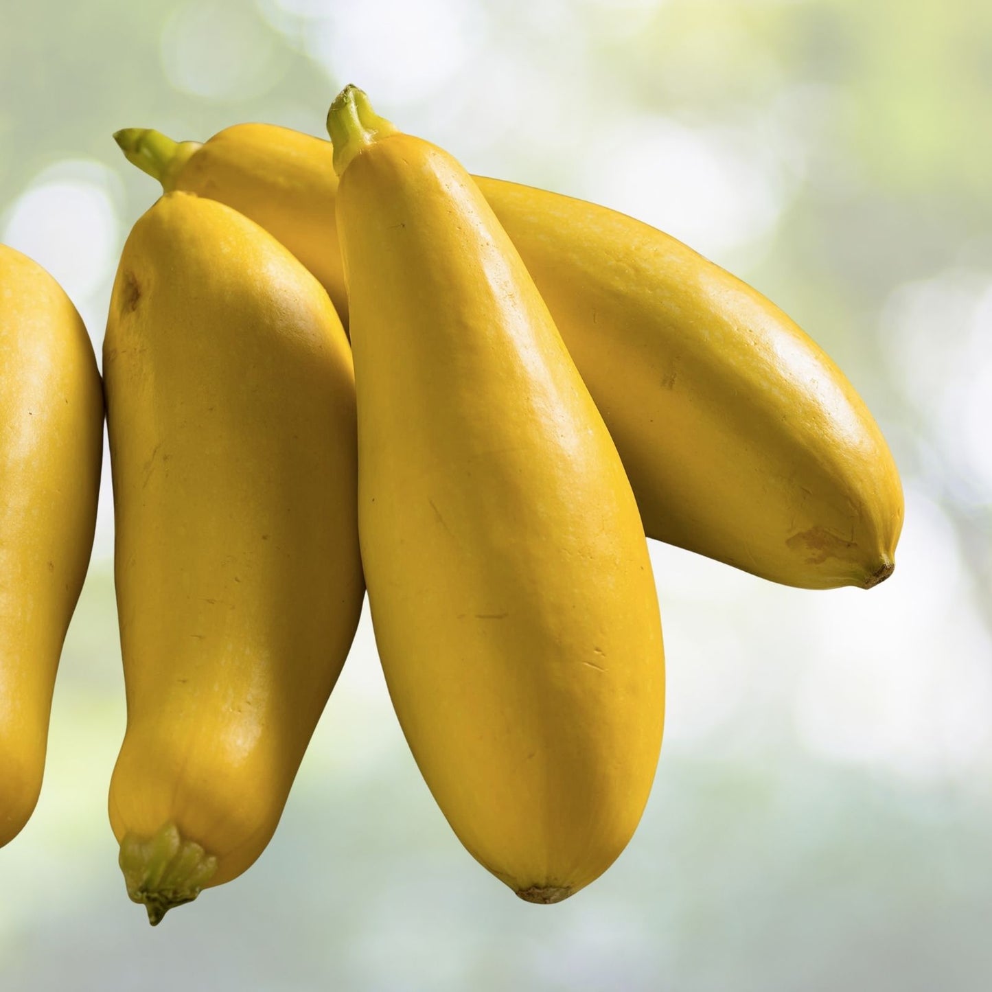 Prolific Straightneck Summer Squash Seeds - Yellow Zucchini Bush Squash - 20+ Seeds - Cucurbita pepo