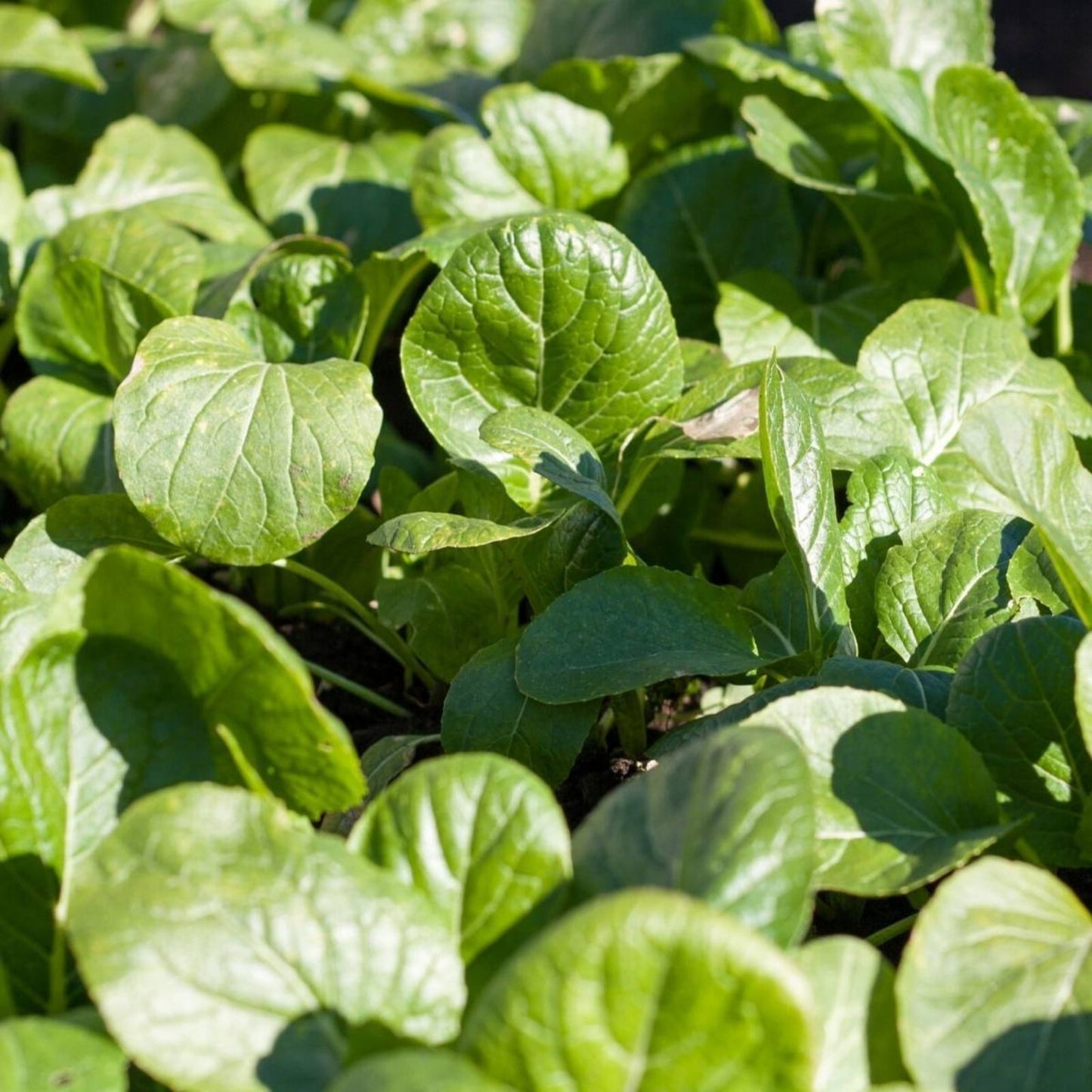 Mustard Greens Seeds Tendergreen Heirloom Non-GMO 25+ Brassica juncea Green Leafy Vegetable Seed