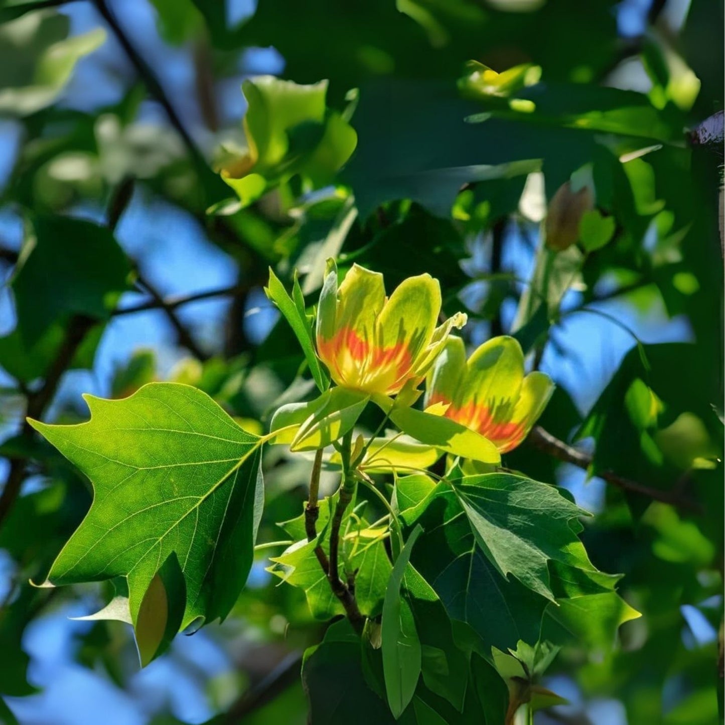 Tulip Poplar Seeds - 25 Pack - Fast Growing Tree with Tulip Shaped Flowers - Liriodendron tulipifera