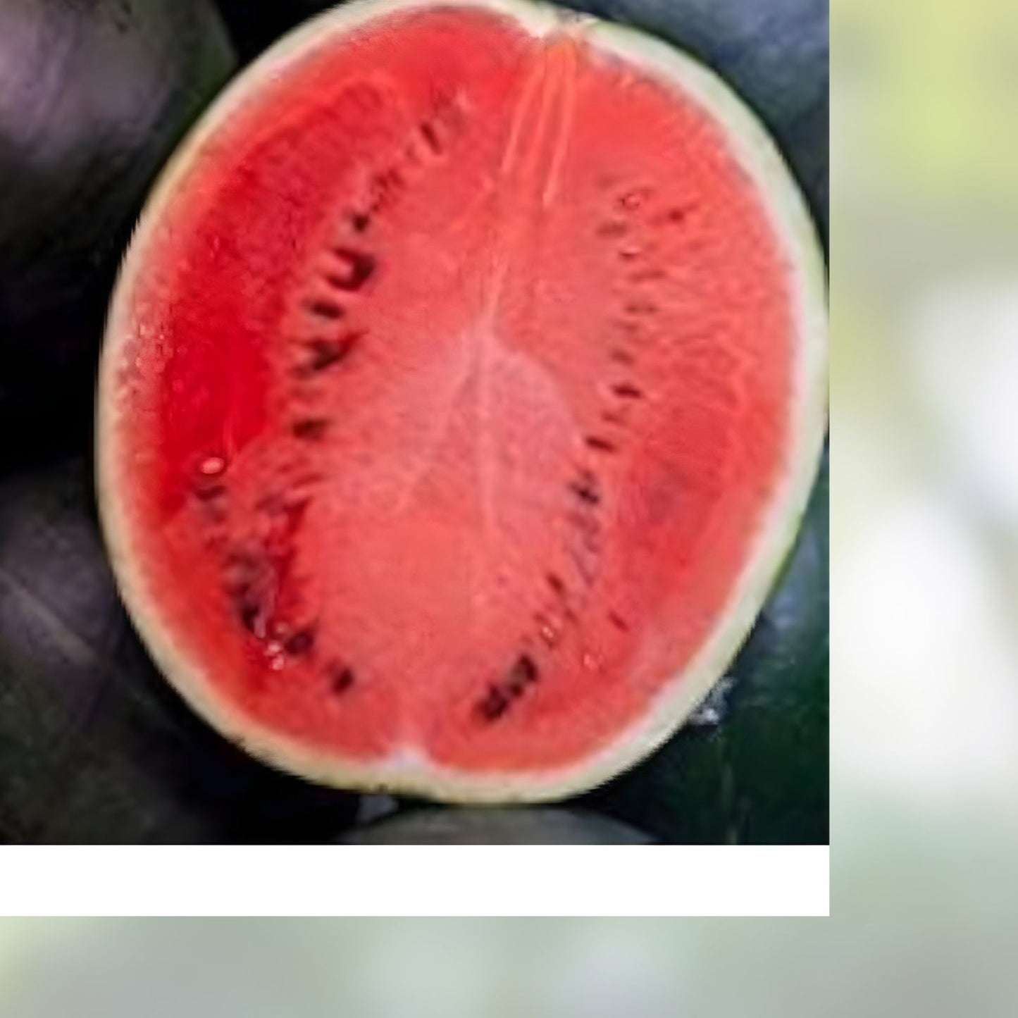 50 Organic Black Diamond Watermelon Seeds - Citrullus lanatus Non-GMO USA Grown Seed Pack