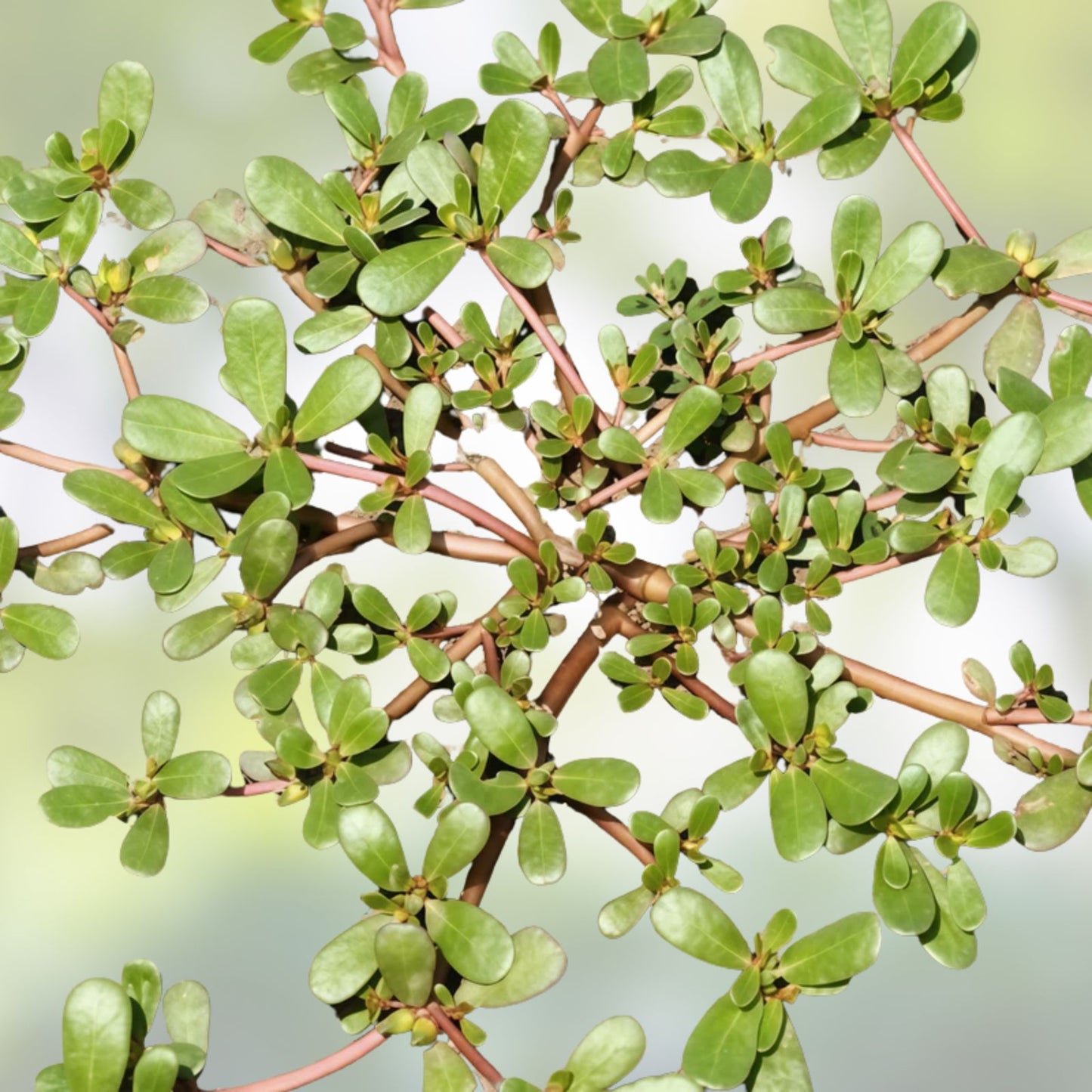 Purslane Seeds 1,000+ Non-GMO Green Garden Seeds Portulaca oleracea for Edible & Salad Gardens