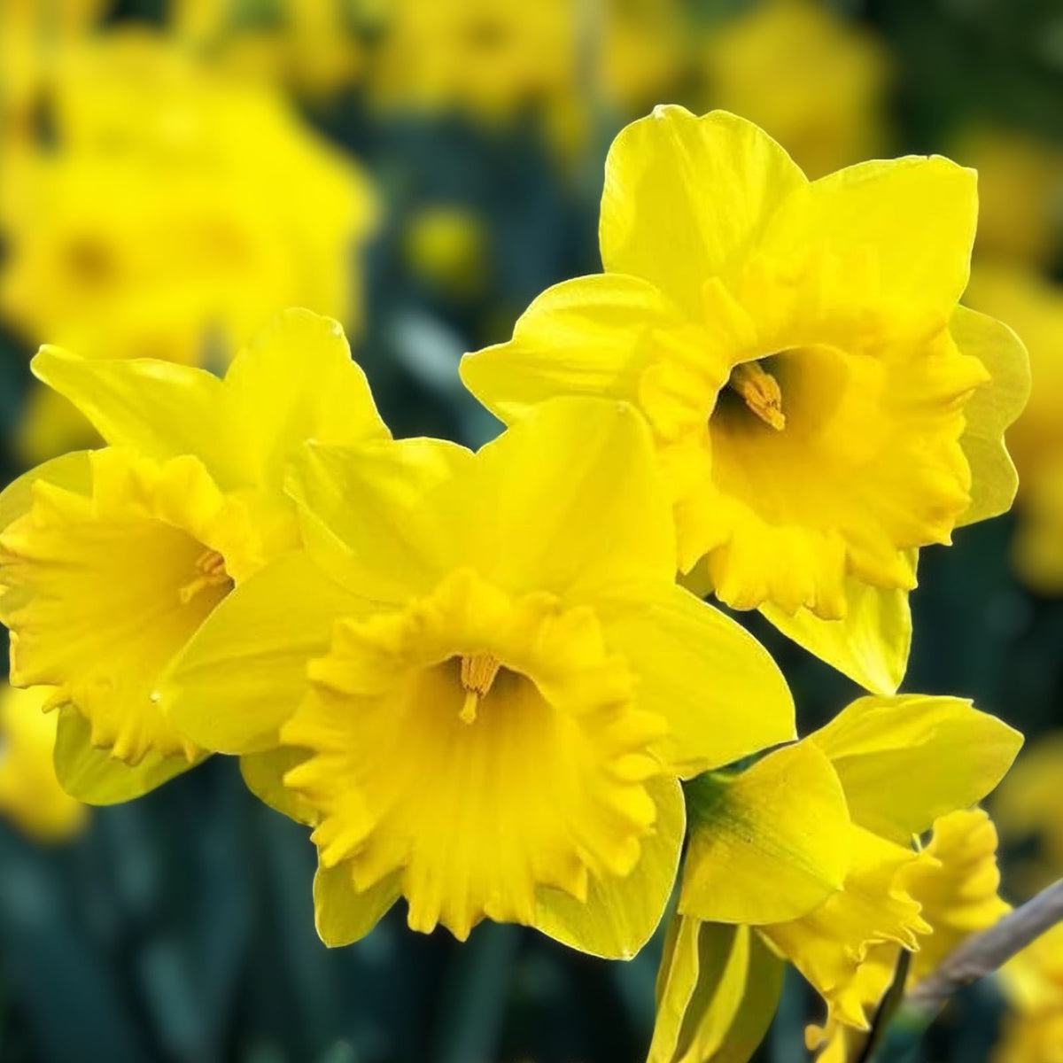 Daffodil Bulbs Set of 4 - White Yellow Narcissus - Fresh USA - Free Shipping