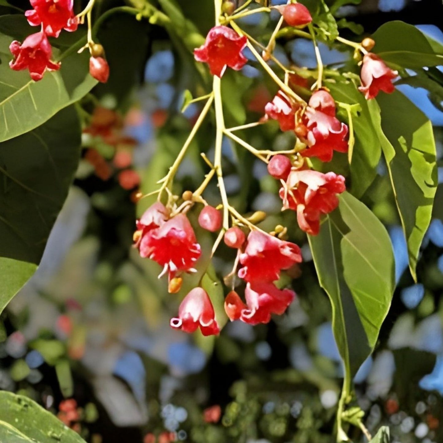 Illawarra Flame Seeds 10 Pack | Red Flowered Bottle Tree | Brachychiton acerifolius | Ornamental Tree for Garden and Landscaping