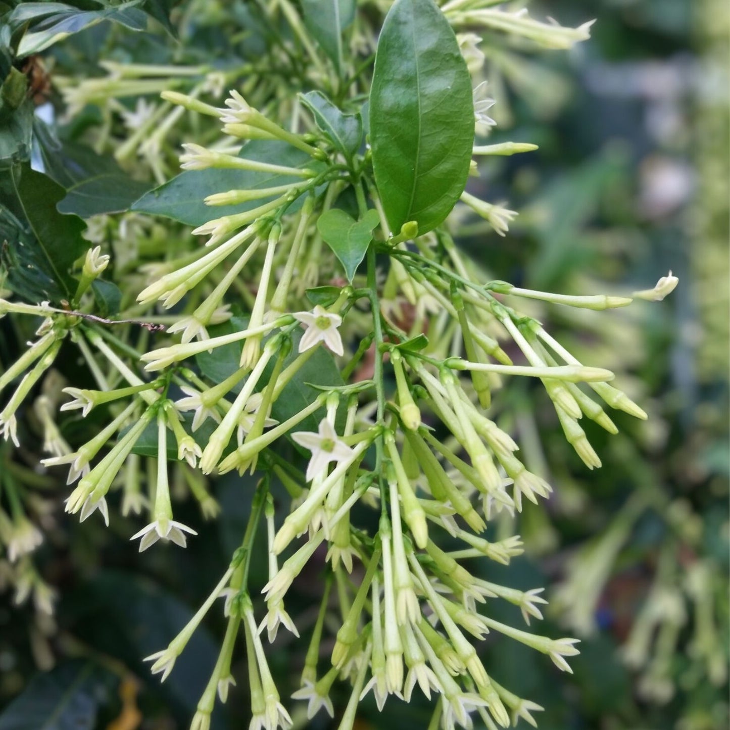 Night Blooming Jasmine Plant in 5" Pot, Fragrant Tropical Cestrum nocturnum, Night-Blooming Flowering Plant