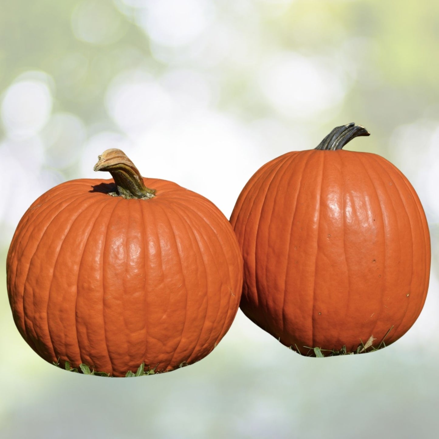 Big Max Pumpkin Seeds | NON-GMO Heirloom | Cucurbita maxima | Ideal for Fall Gardening