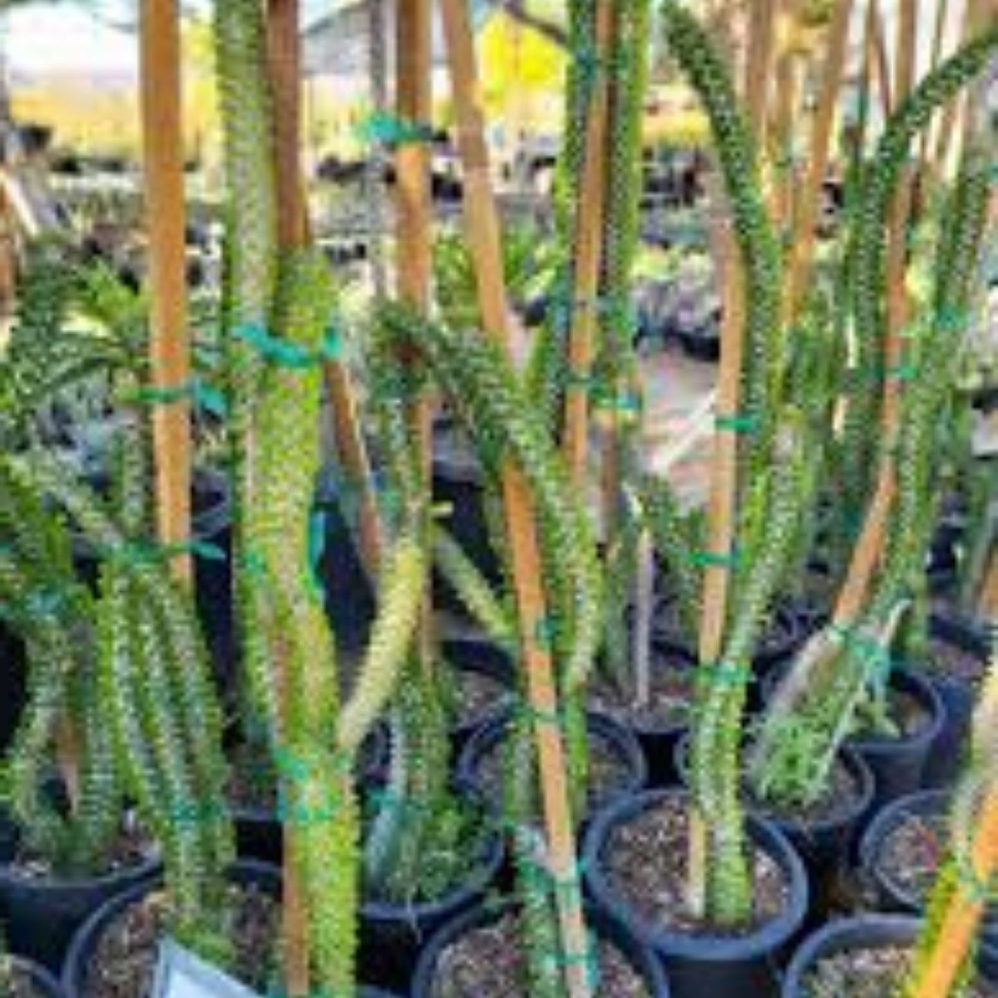 Rooted Cutting Alluaudia dumosa Madagascar Succulent Plant - Unique Desert Flora - Drought Tolerant Indoor Plant