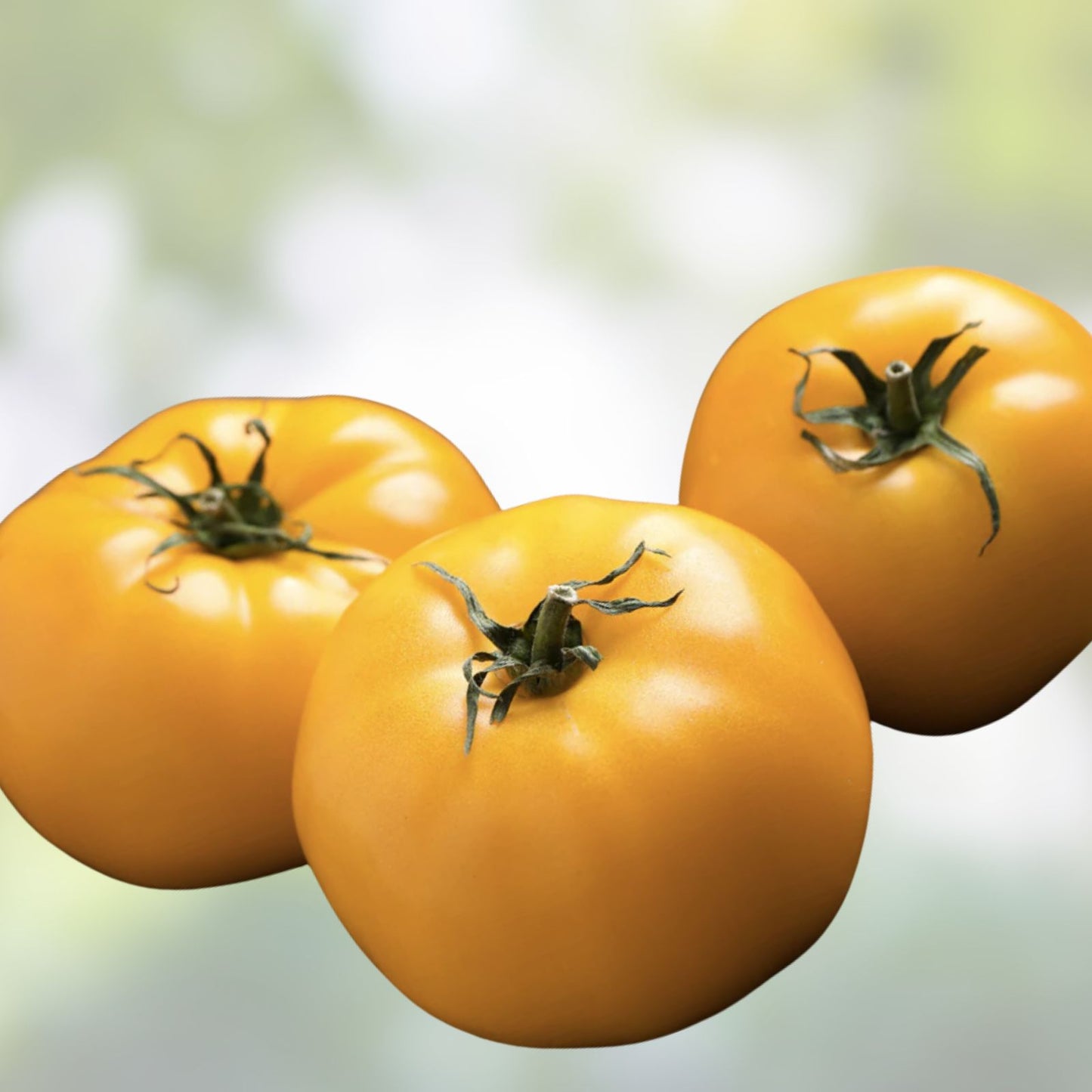 Yellow Tomato Seeds 50+ Sunny Boy Heirloom Variety for Home Gardening Solanum lycopersicum