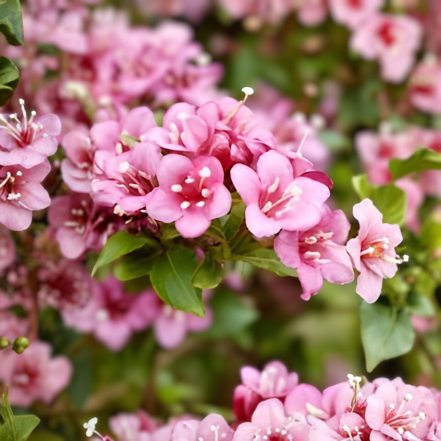 Polka Weigela Cutting 8-12" Live Rooted Plant with Pink Flowers Weigela florida 'Polka' Zones 4-8