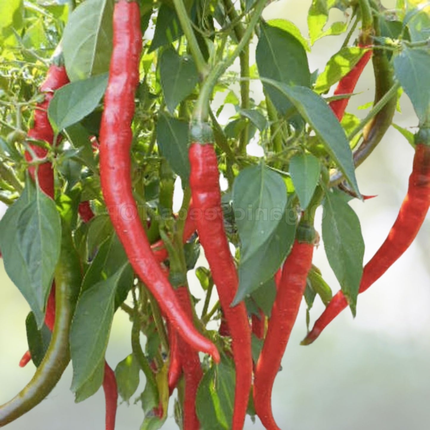 30+ Seeds Red Thin Hot Pepper Chili Erjintiao - Chinese Hot Pepper Seeds for Planting (Capsicum annuum)