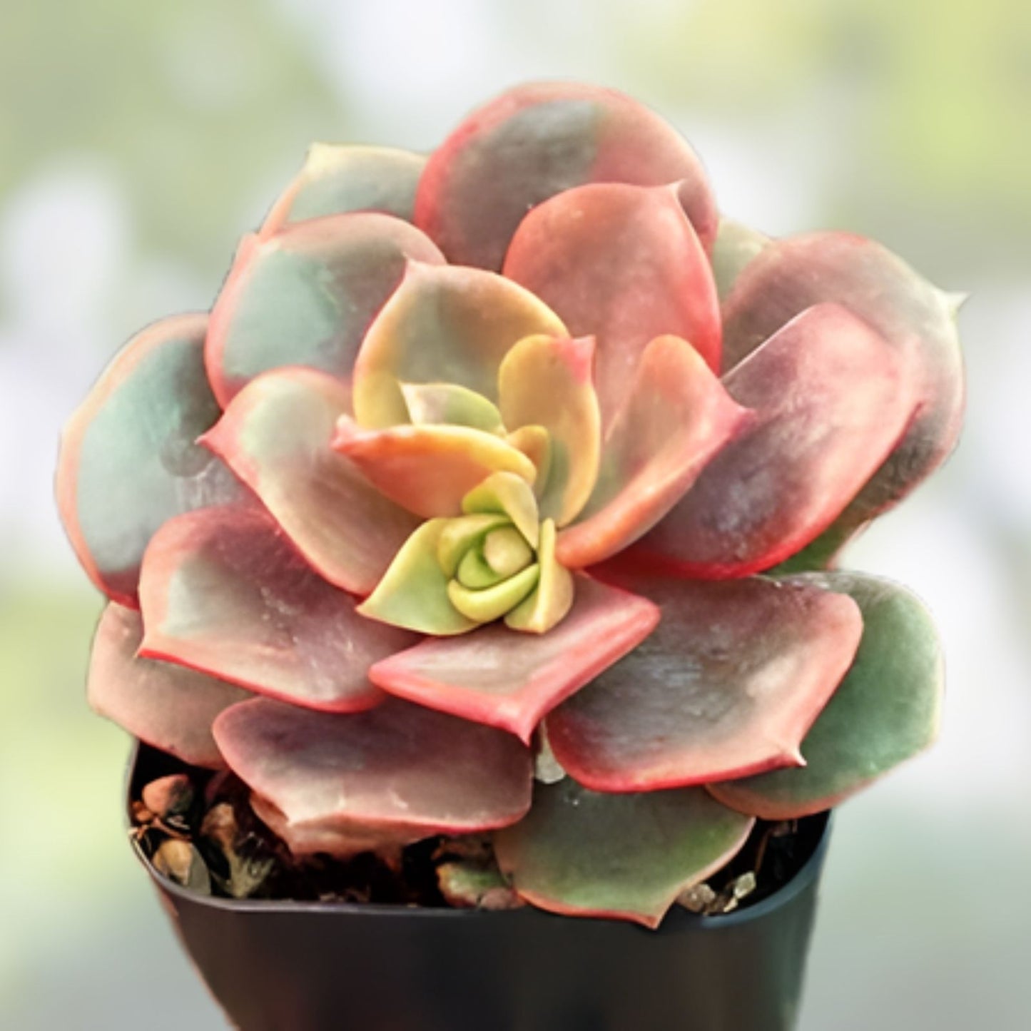 Echeveria Vampire 'Red Ball' Succulent Live Plant 2 Inch - Indoor Outdoor Garden Decor - Rosette, Red Foliage