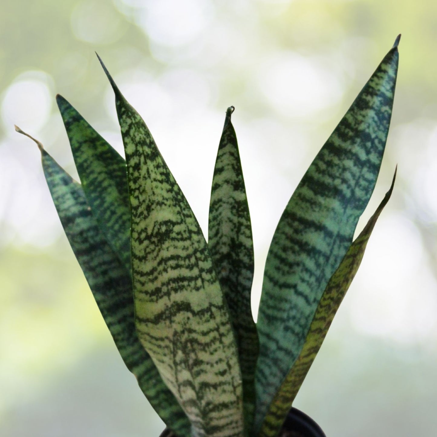 Snake Plant 4 Inch Pot Sansevieria Zeylanica Easy Care Air Purifying Tropical Plant