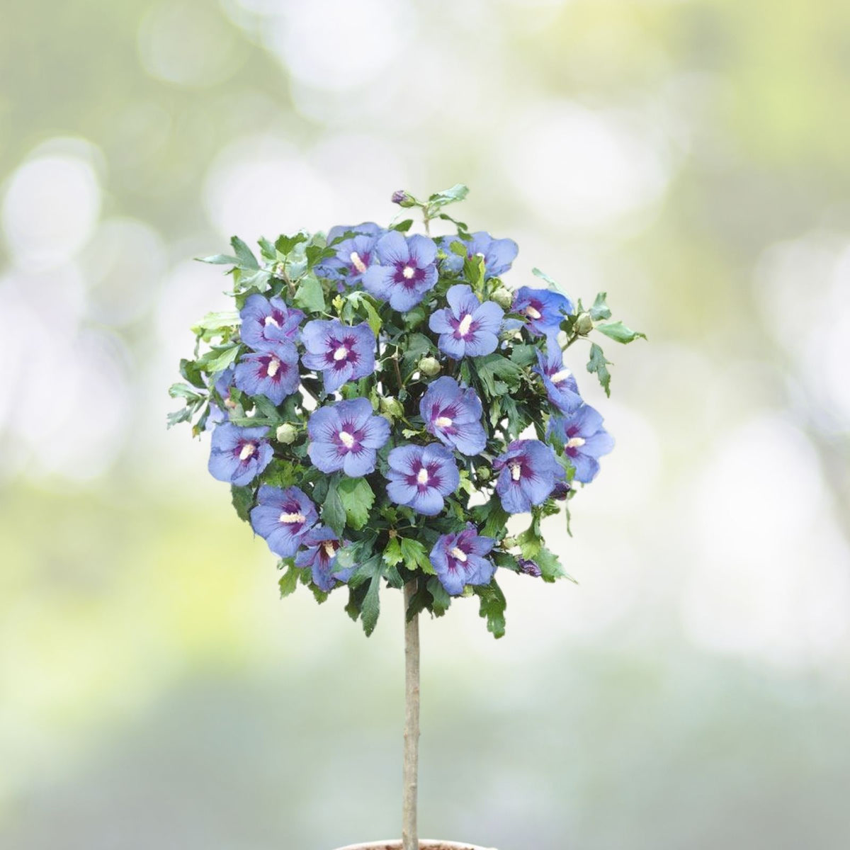 Purple Rose of Sharon Live Plant 6" Starter Bush - Hibiscus syriacus 'Purple'