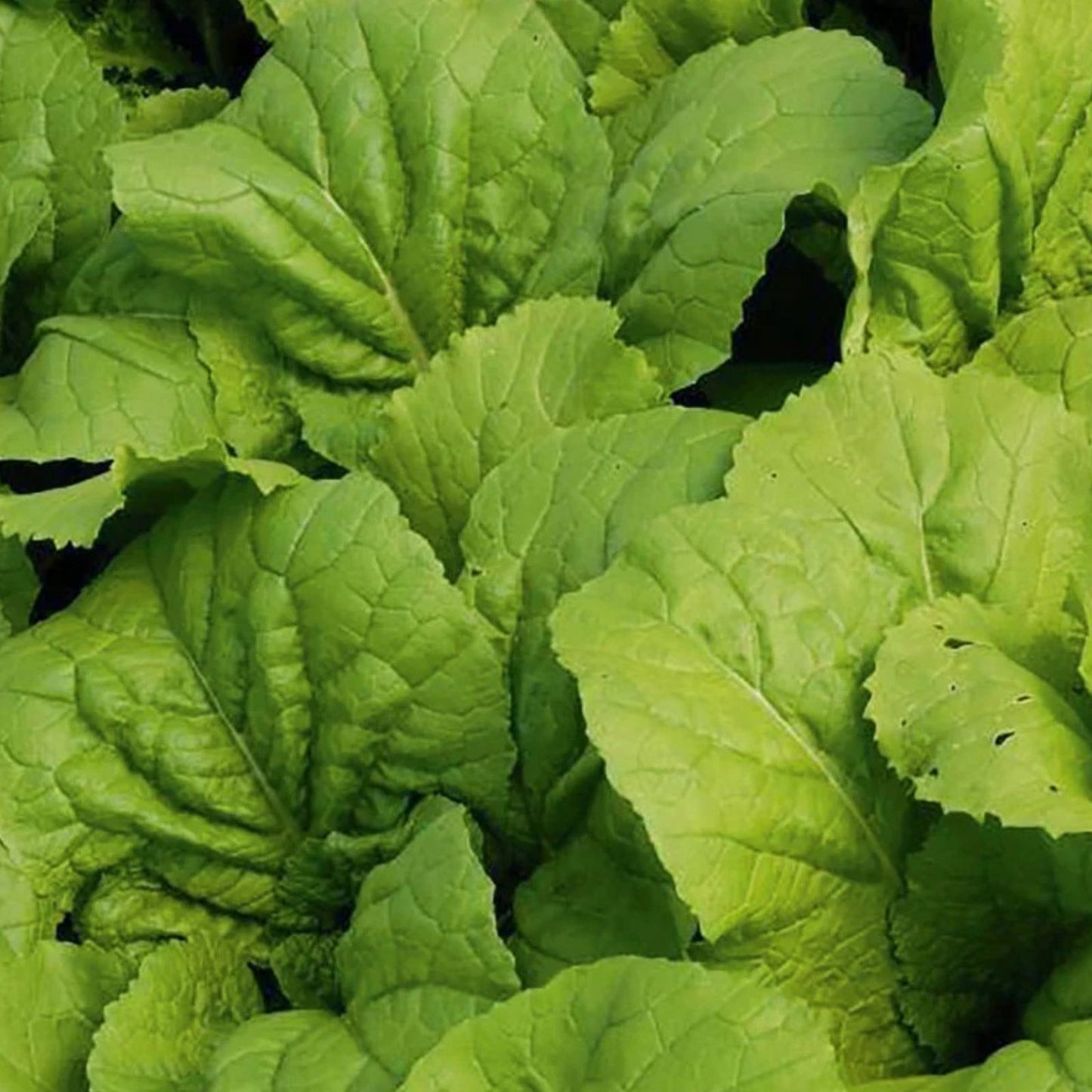 Mustard Greens Seeds Heirloom Non-GMO 100 Seeds Brassica juncea Vegetable Seeds for Gardening