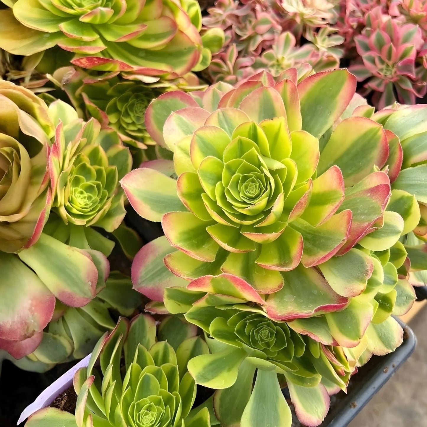Rare Succulent Cuttings 4-6" Aeonium Pink Edges Green Live Plant for Indoor Gardening and Collectors