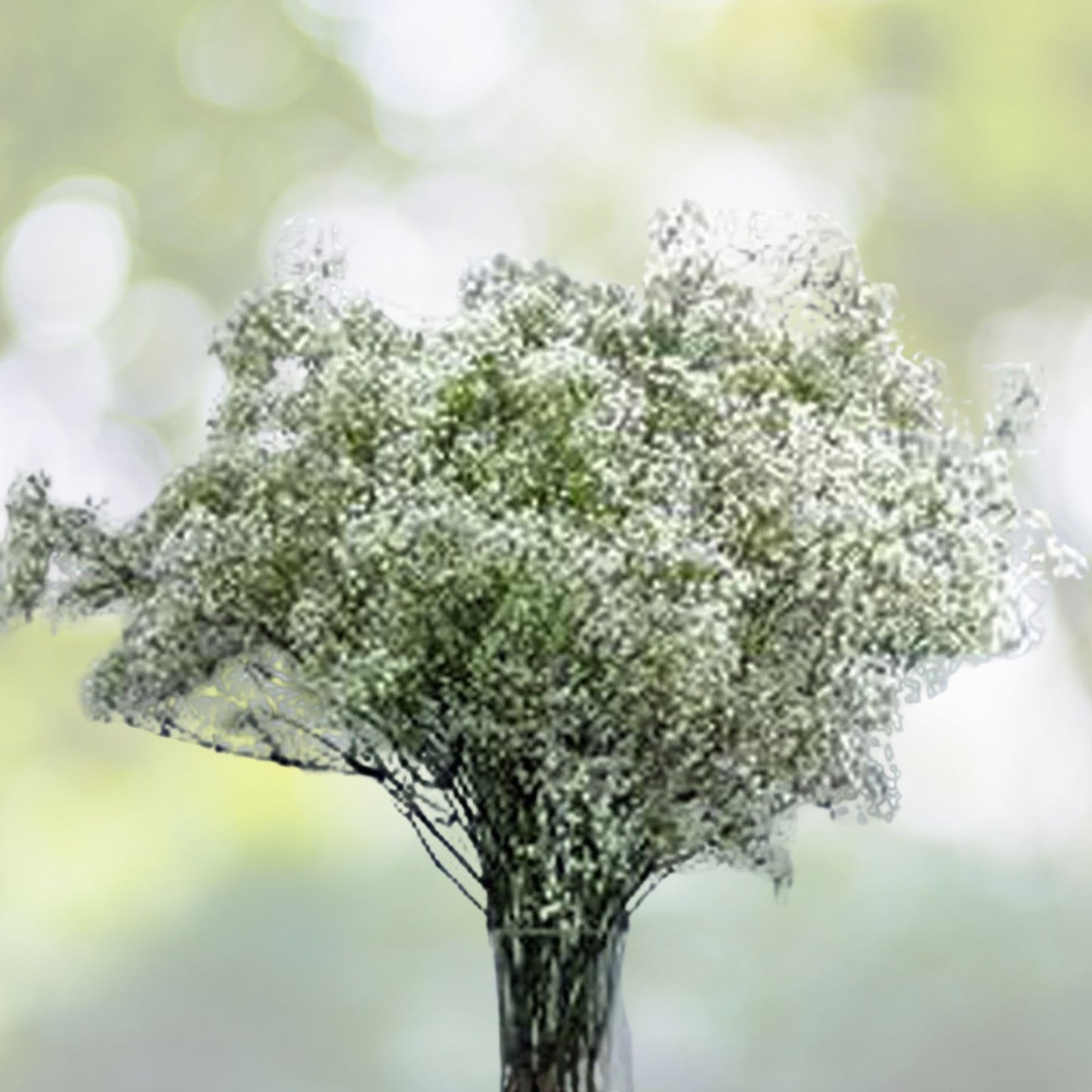 Baby's Breath Seeds - 100+ Pack - Gypsophila elegans - Delicate Snow-Like Blooms for Gardens and Bouquets