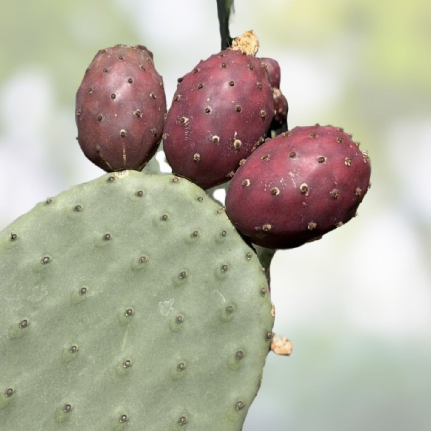 Winter Hardy Prickly Pear Cactus 2 Pads 4 Inch Opuntia Ficus-Indica Succulent Plant
