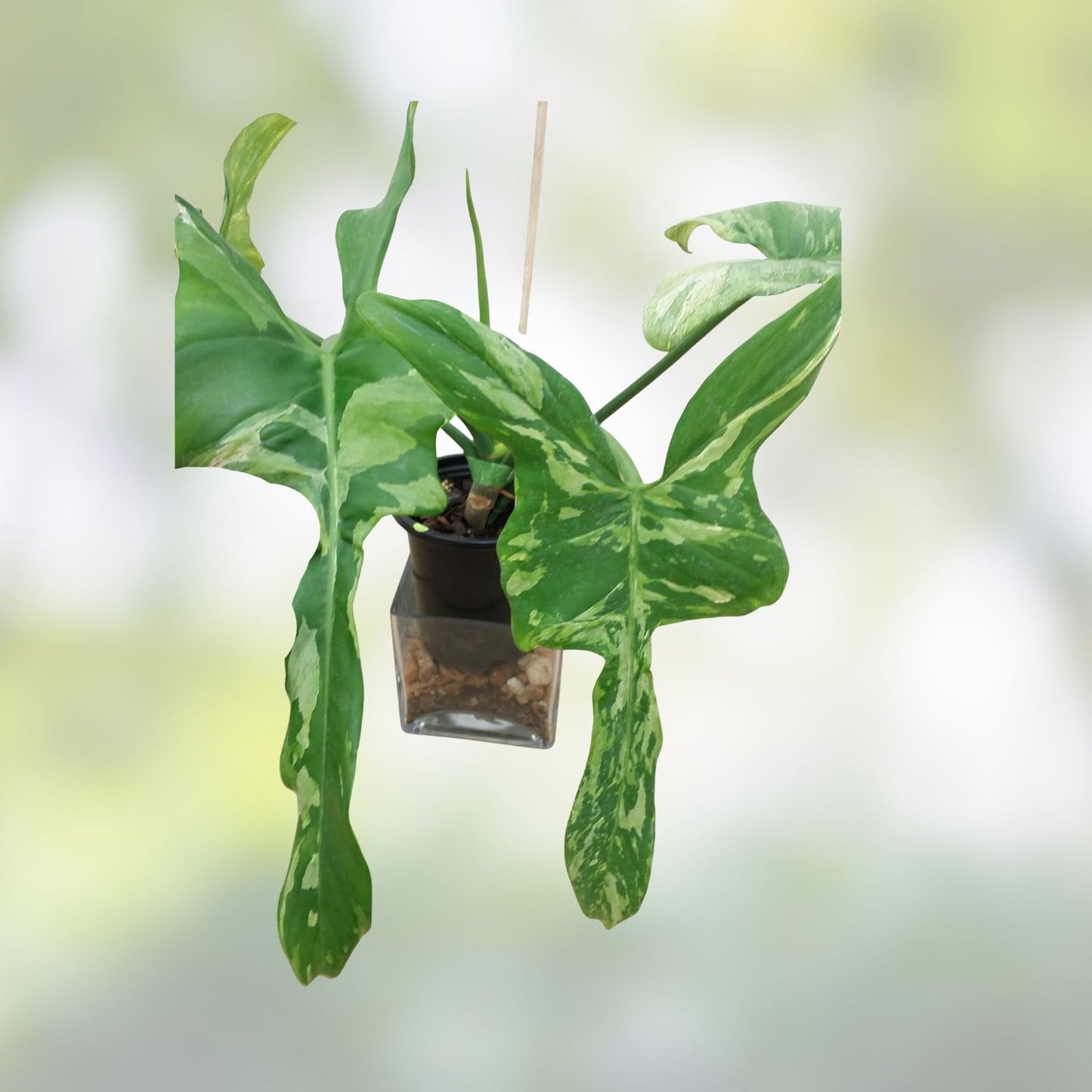 Philodendron 'Splash Gordon' Unrooted Cutting - Variegated Bipennifolium Cream Indoor Houseplant