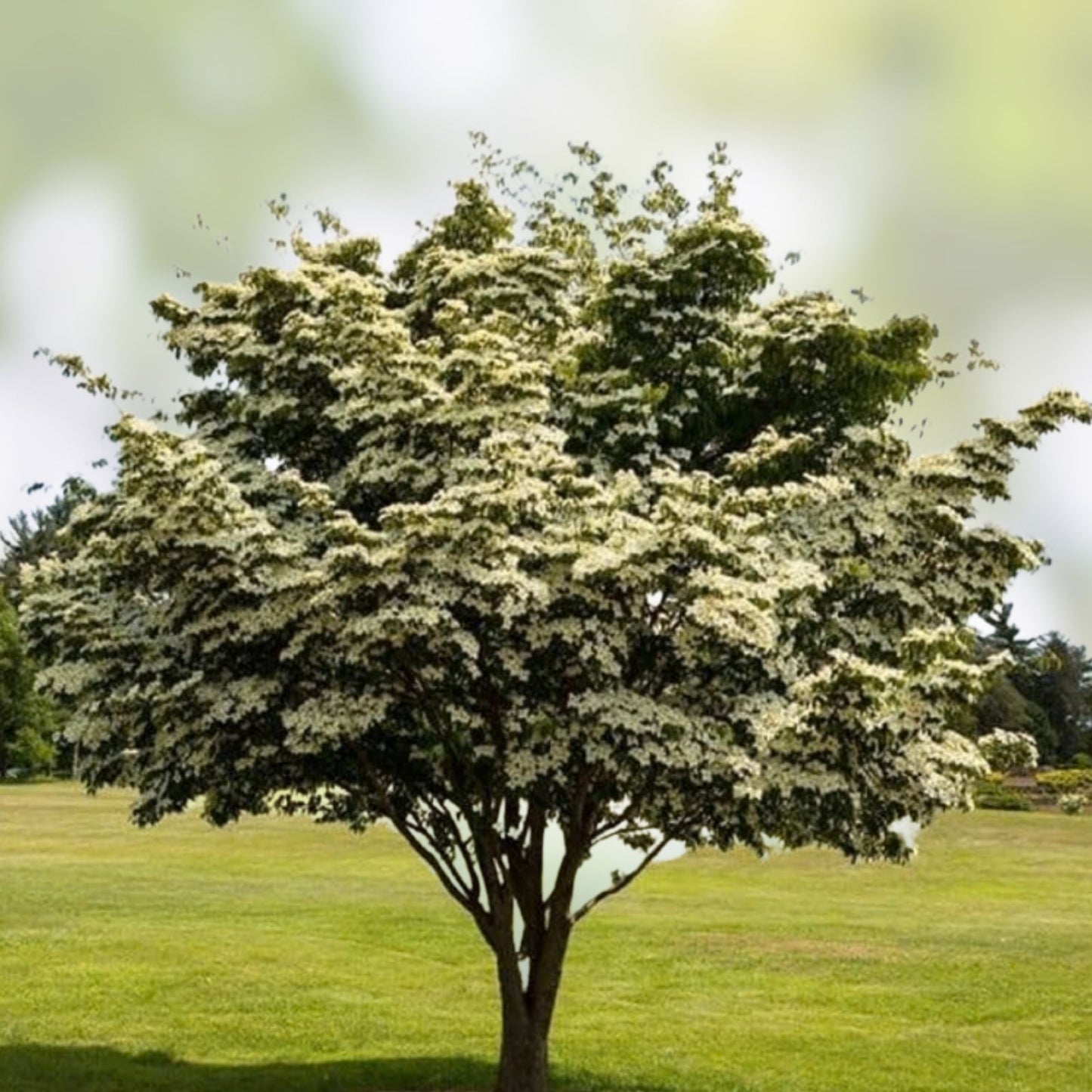 Kousa Dogwood Tree Seedlings, 1-2 Feet Tall, Decorative Flowering Trees, Cornus kousa
