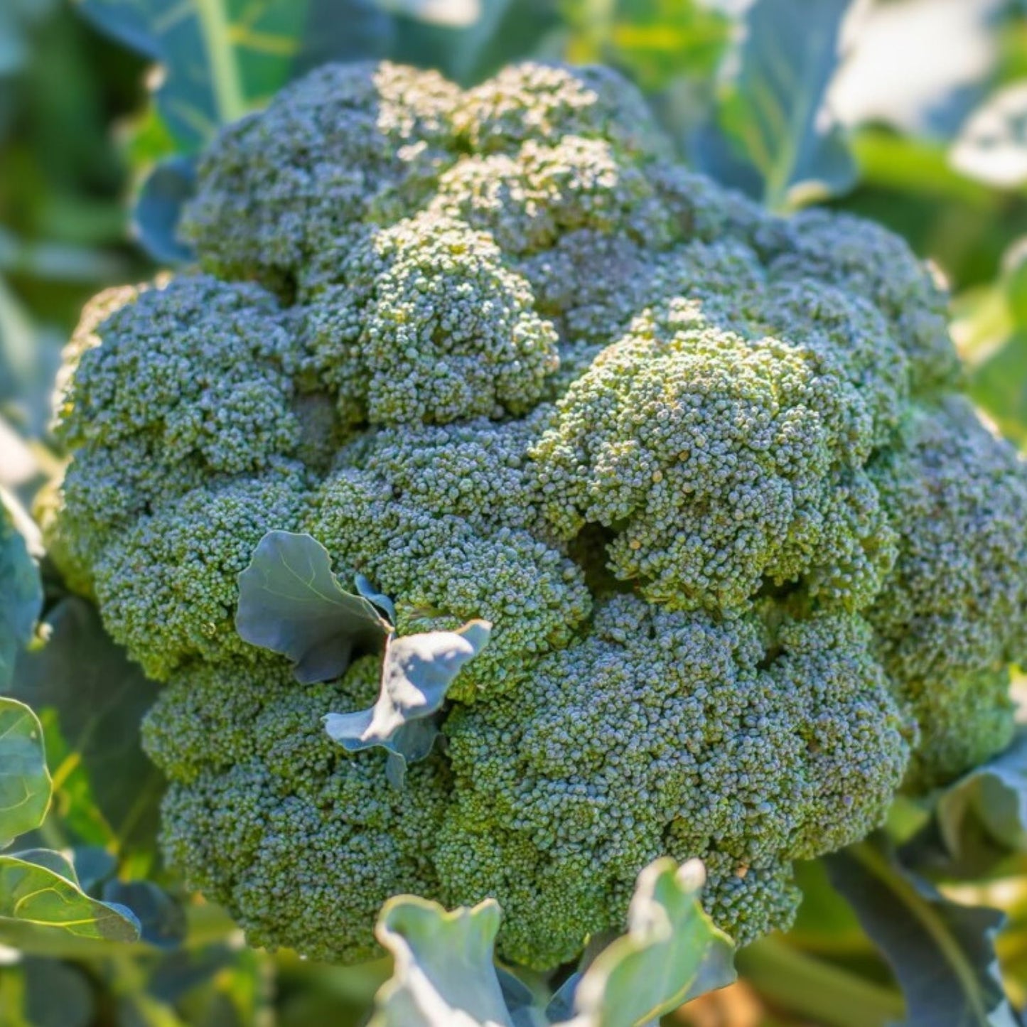Broccoli Seeds 500 Pack Calabrese Heirloom Non-GMO Brassica oleracea Vegetable Seeds