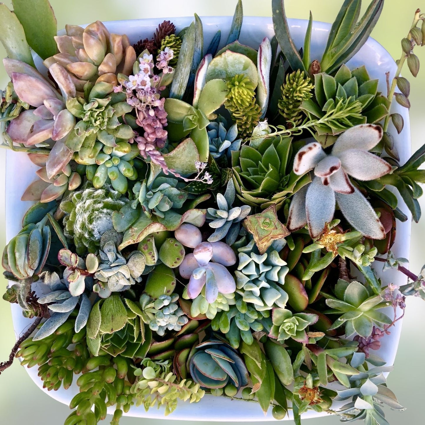 Succulent Cuttings 40 Pack Mixed Varieties – Assorted Succulents for Planting, Garden Decor, Crafting