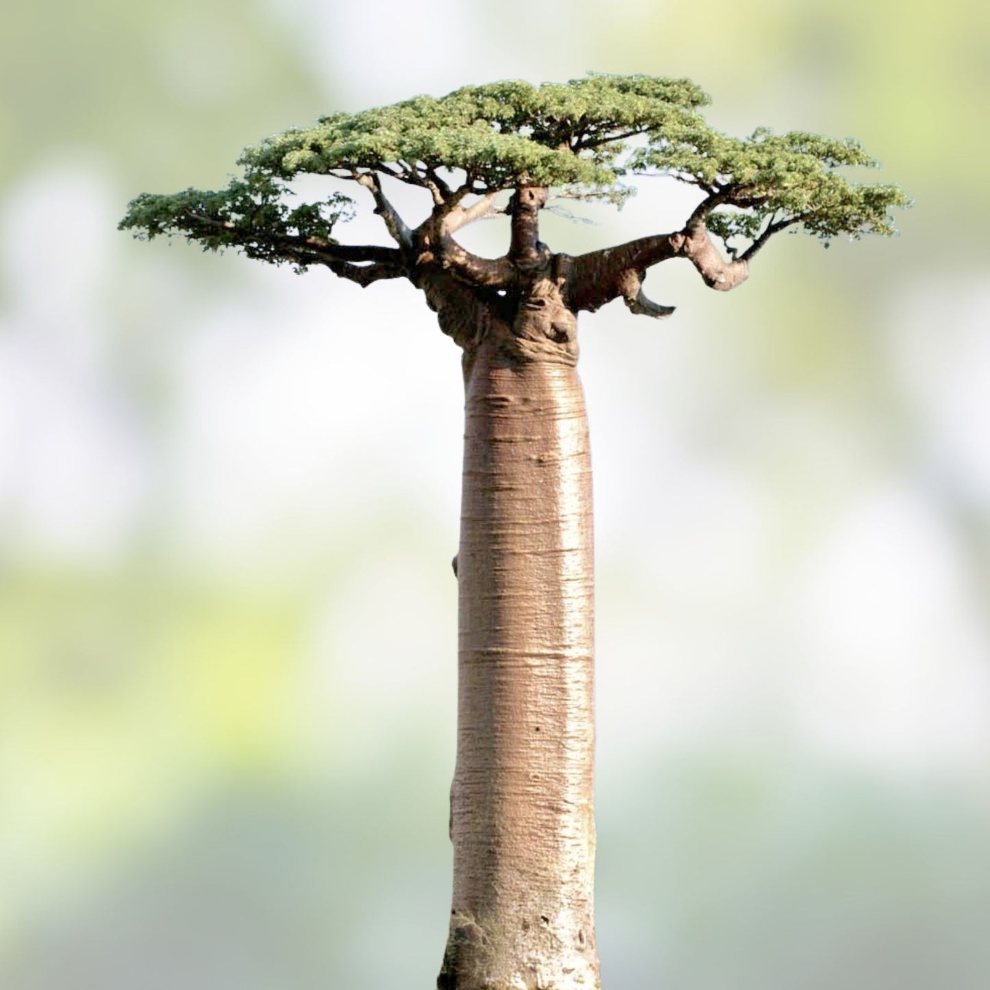 10 African Baobab Seeds - Adansonia digitata - Rare and Unique Planting Seeds for Gardening
