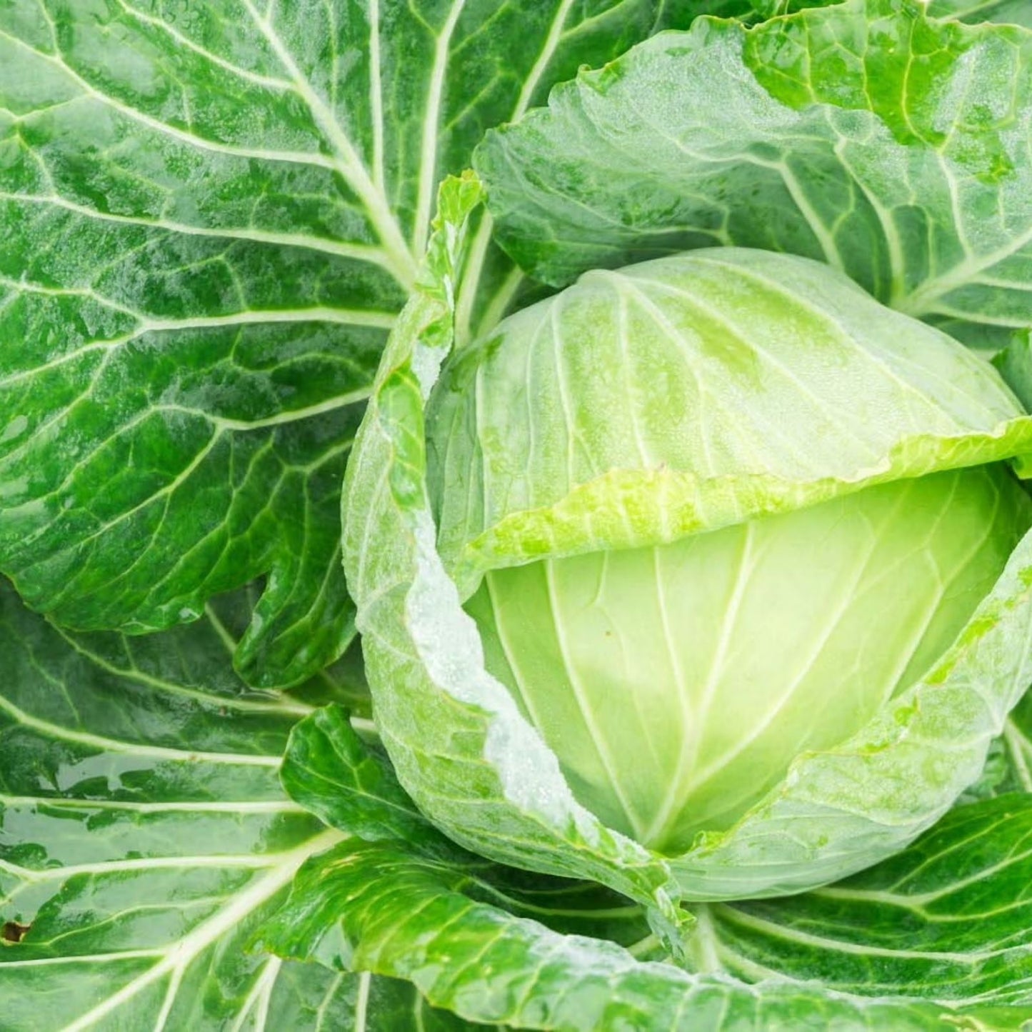 Golden Acre Cabbage Seeds 250 Count Heirloom Variety Brassica oleracea Made in USA Ships from Iowa