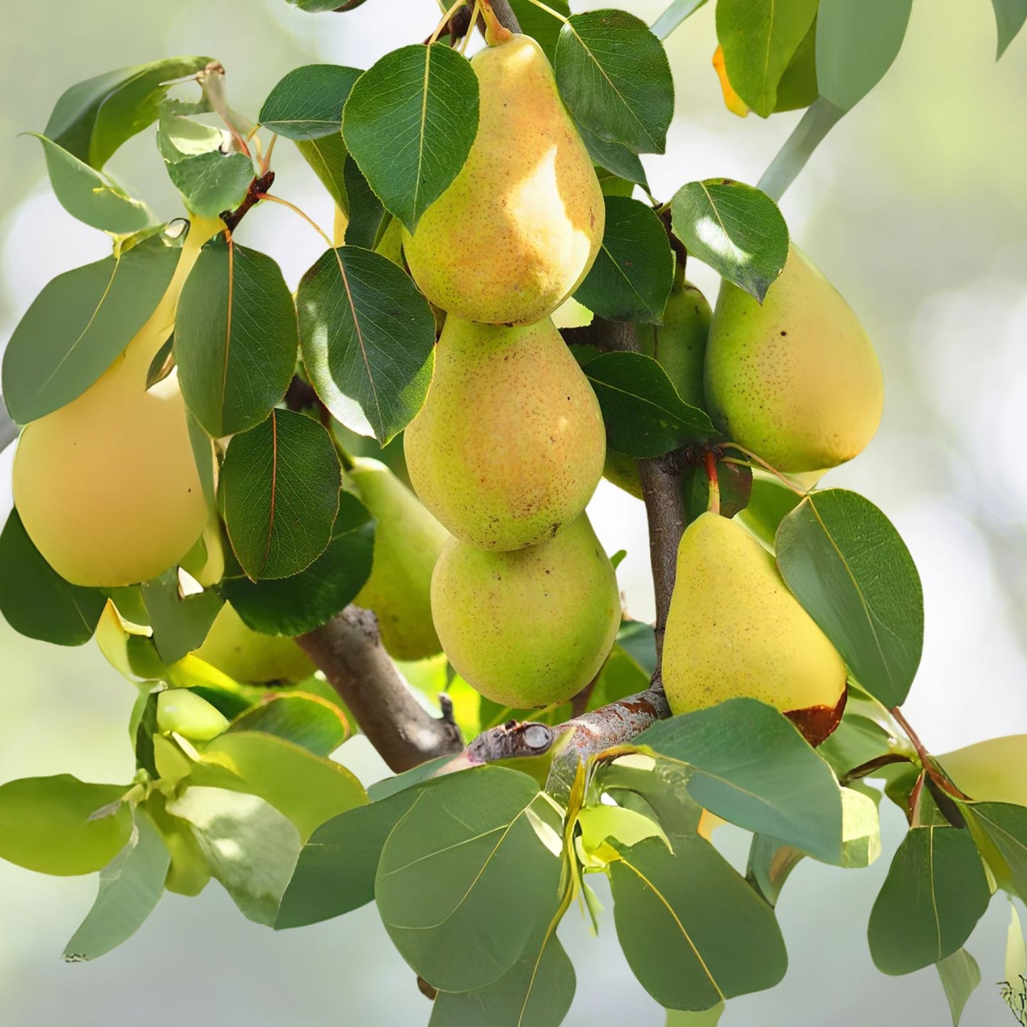 Kieffer Pear Tree Seeds - 6 Pack - Sweet Juicy Fruits - Pyrus communis