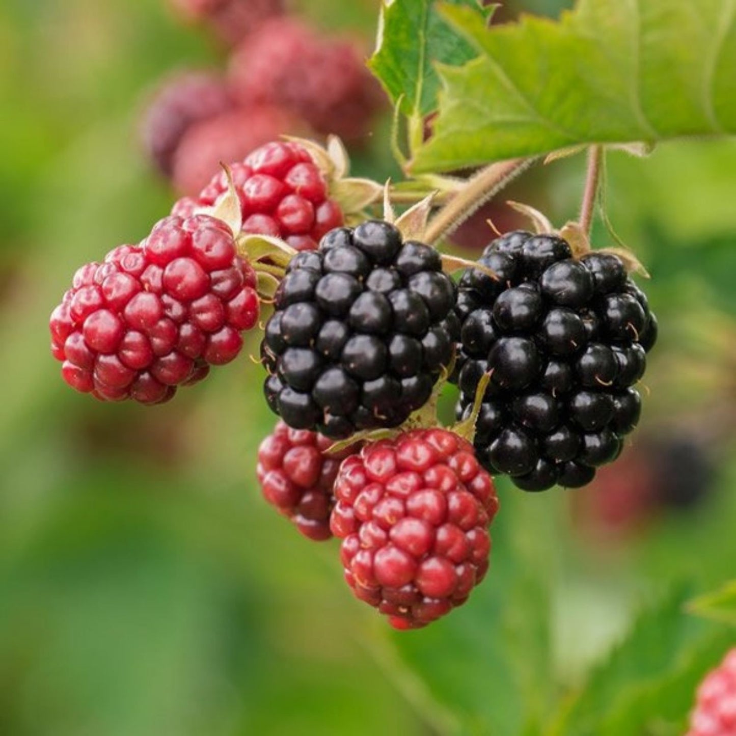 Blackberry Cuttings 8" Organic Non-GMO Rubus fruticosus Cut to Order Fresh Planting Material