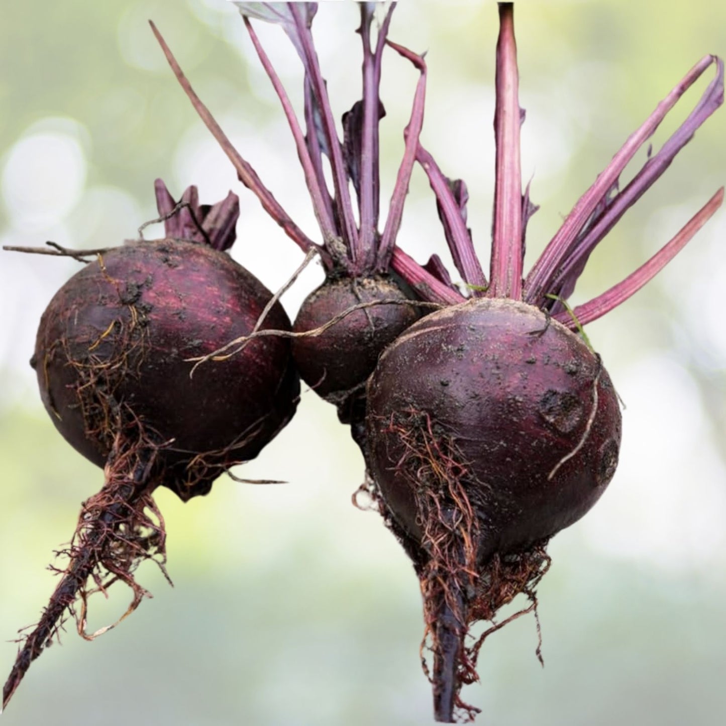 Beetroot Seeds - 100+ Seeds Detroit Dark Red Beet (Beta vulgaris) - Vegetable Garden Seeds USA