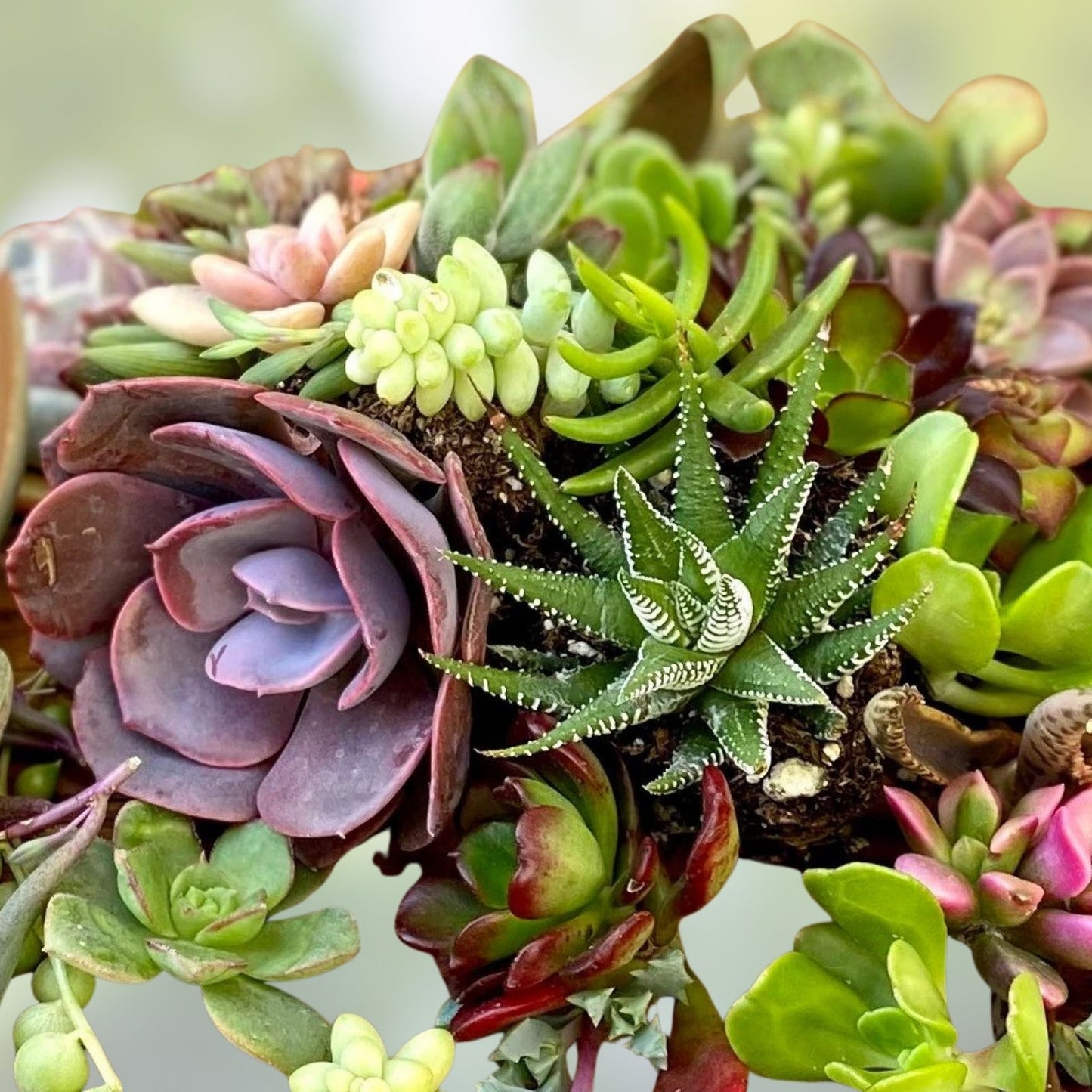 10 Piece Succulent Cuttings Set - Aeonium Variety - Perfect for Planting and Propagation - Live Succulent Plants