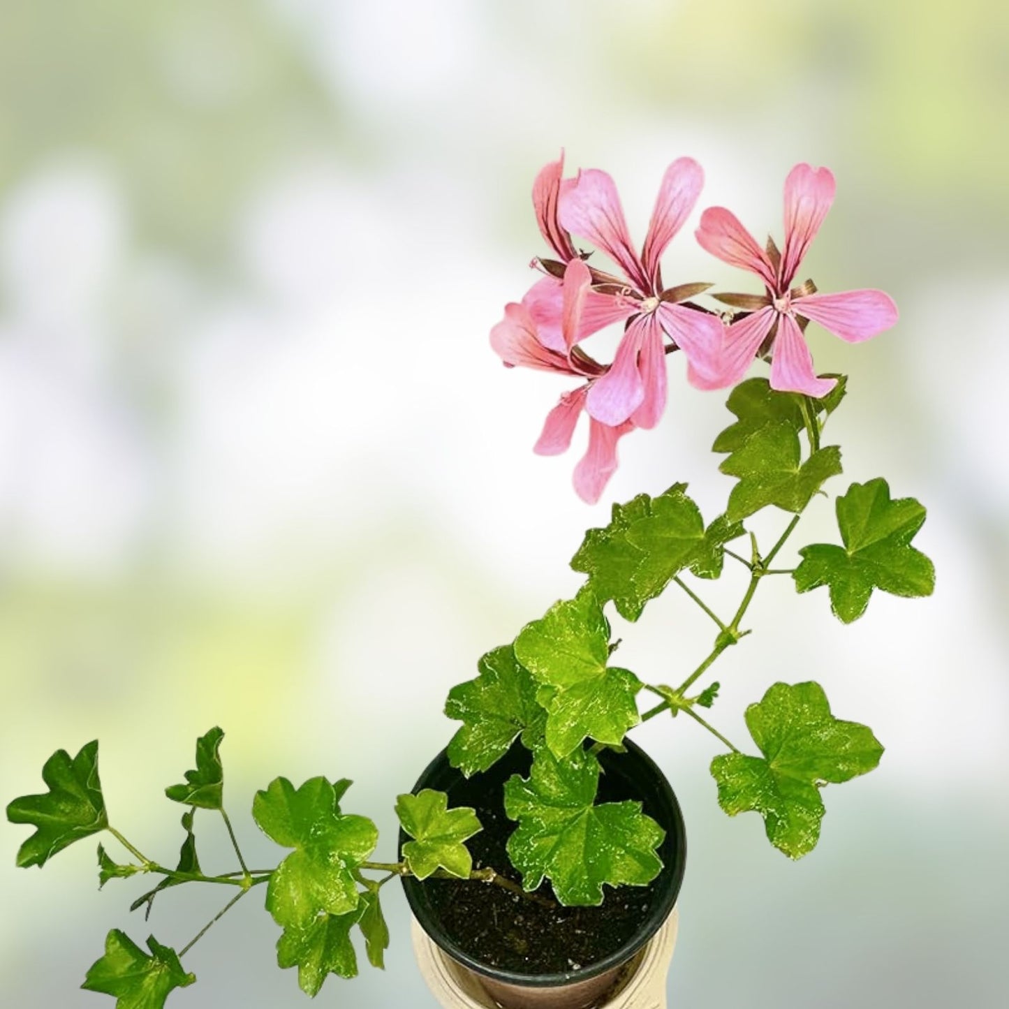 Ivy Geranium Cuttings 6 Pack Double Deep Rose Pelargonium peltatum for Rooting, Garden Plant Propagation, Flowering Plant