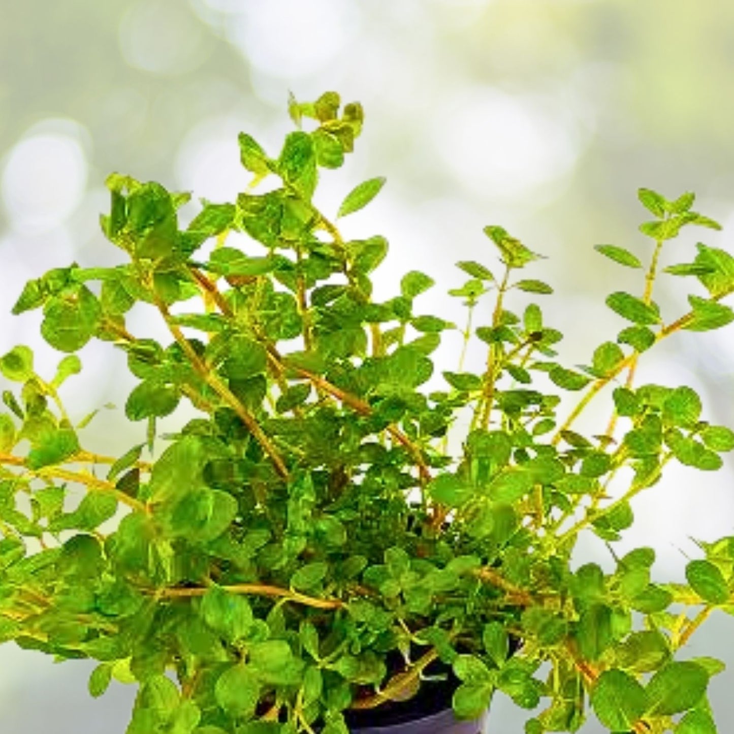 Rotala Indica 7 Stems - Easy Live Aquarium Plant for Freshwater Tanks - Rotala rotundifolia