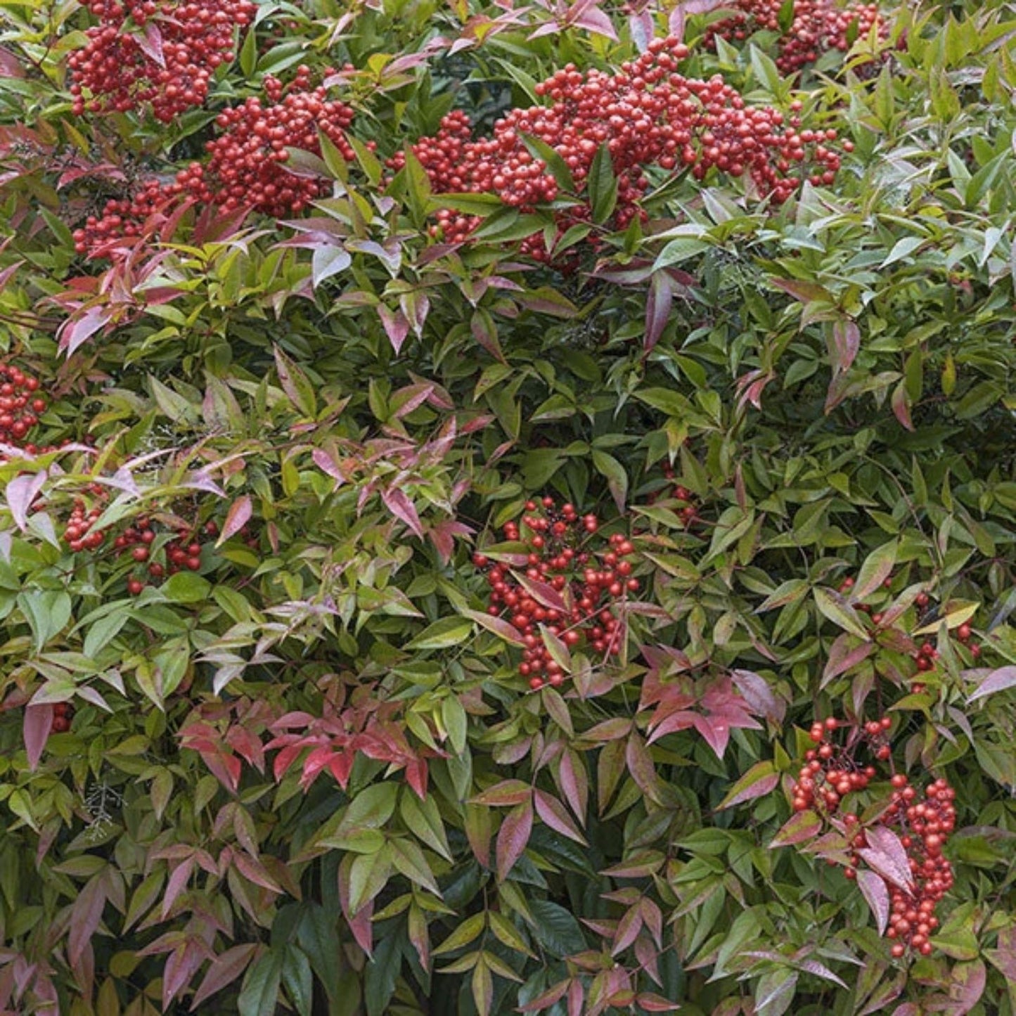 Heavenly Bamboo Seeds 20 Pack for Hedge Privacy Bambusa multiplex Made in USA from Iowa