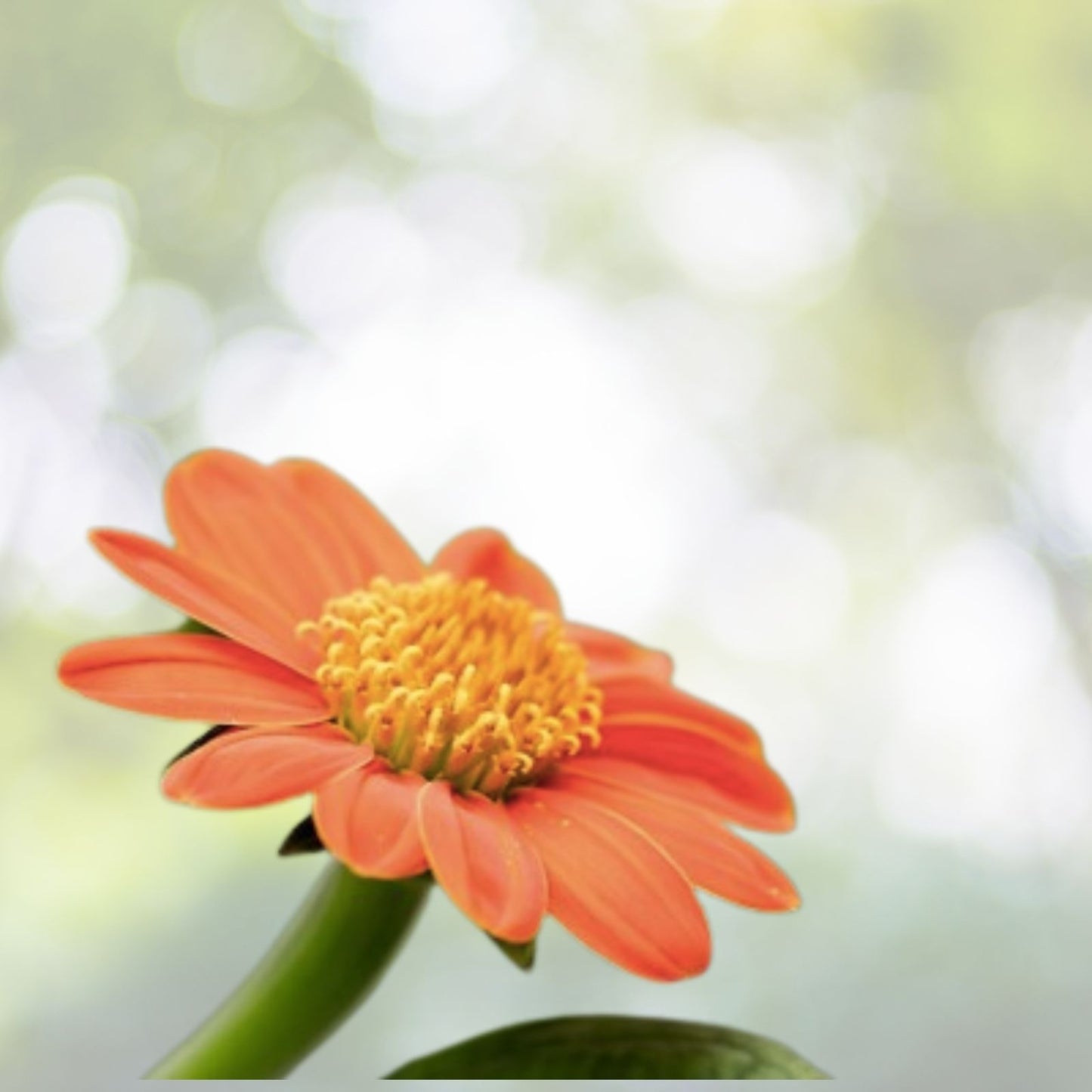 Torch Tithonia rotundifolia Seeds - Mexican Sunflower - 50+ Seeds - Florist Choice