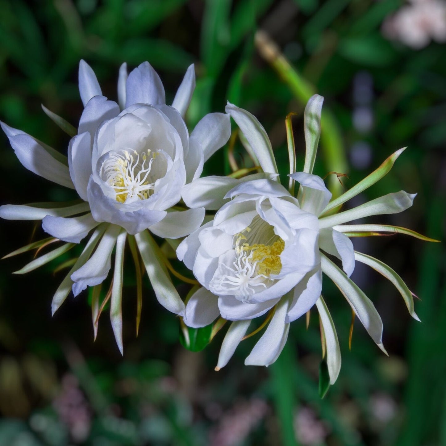 Night Blooming Cactus Cutting 24 Inches Long, Fresh Hylocereus undatus, Epiphyllum, Succulent Plant, Cactus Cutting