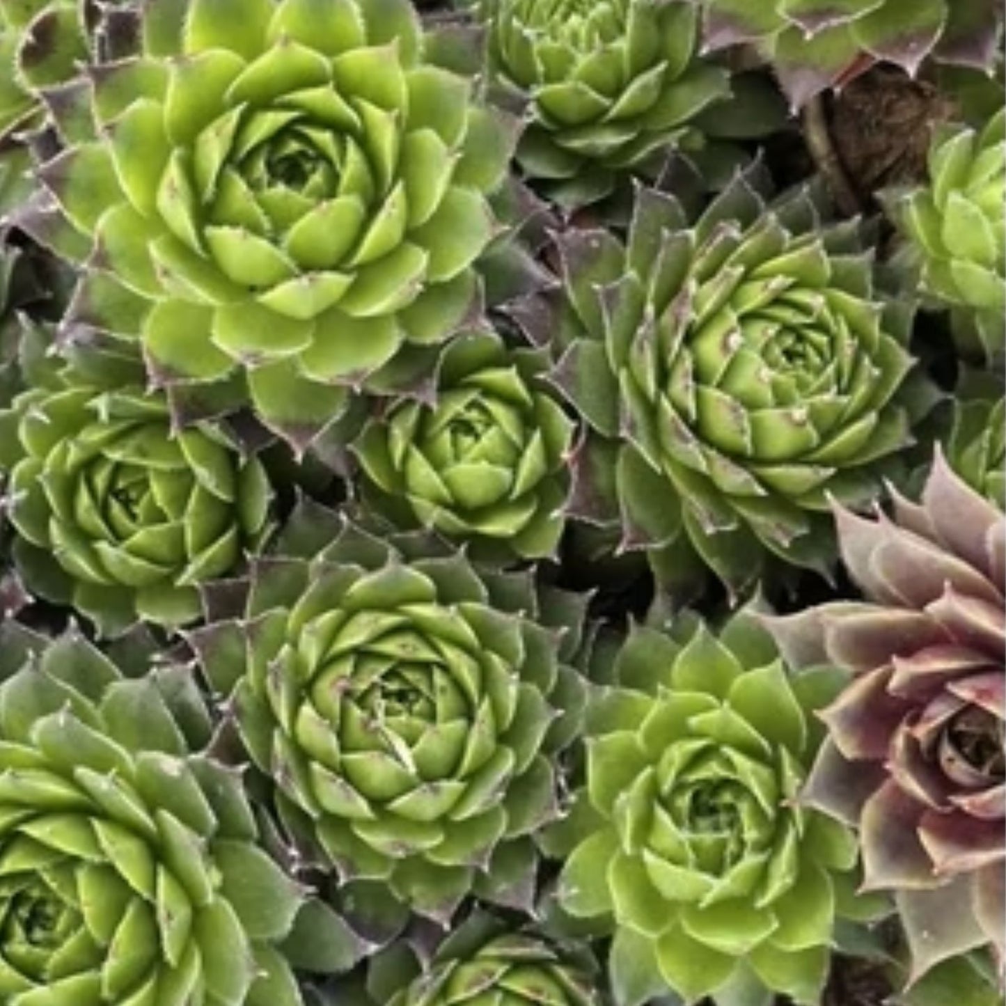 Hen's and Baby's Succulent Seeds, 200 Pack, Echeveria spp., Easy to Grow Indoor Outdoor Garden Planting