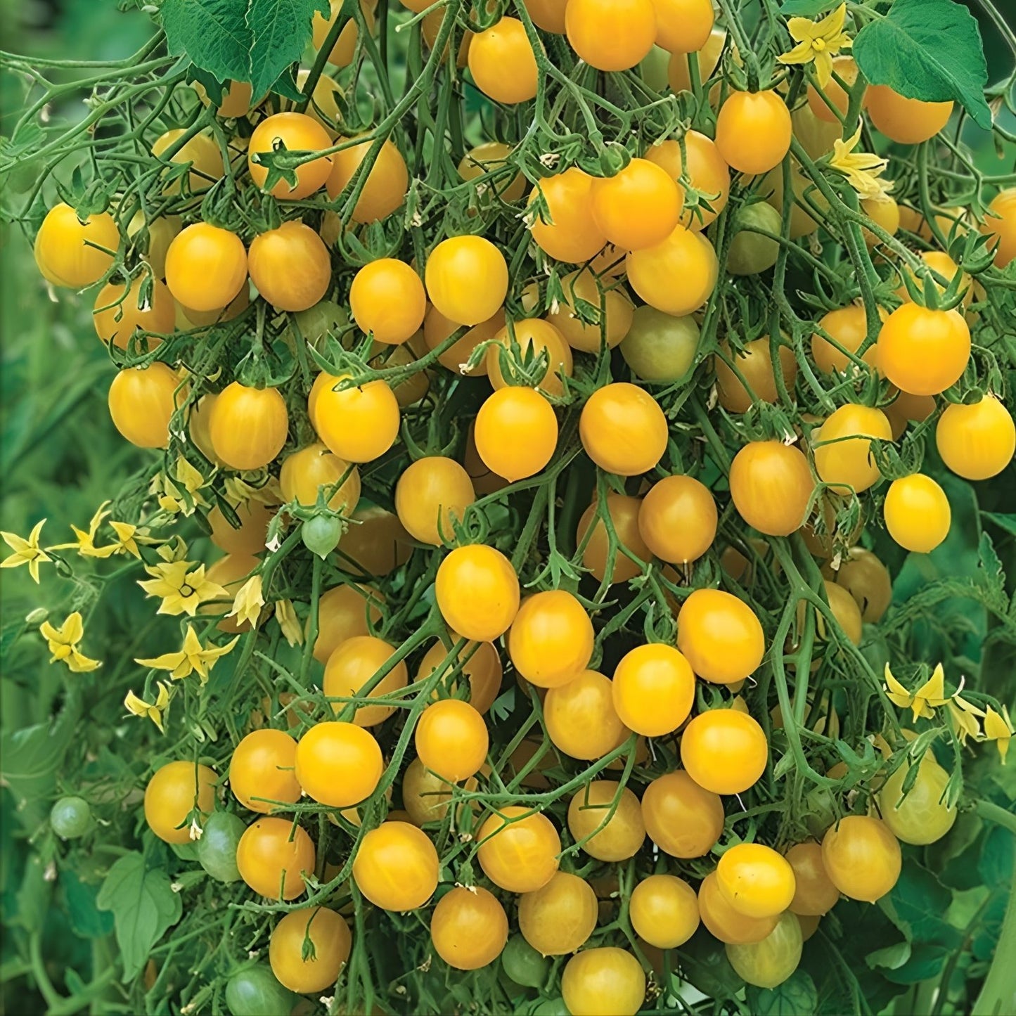 Sweet Lemon Tomato Seeds, 100 Organic Heirloom Seeds for Home Gardening, USA Grown, Yellow Fruit Variety