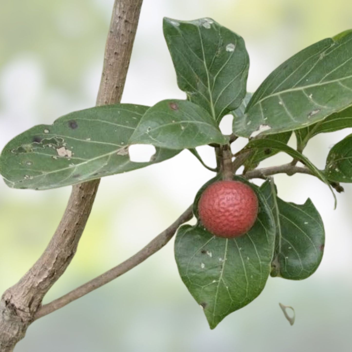 African Red Peach Tree Seeds 20 Pack – Nauclea latifolia – Tropical Fruit Tree Seeds for Planting
