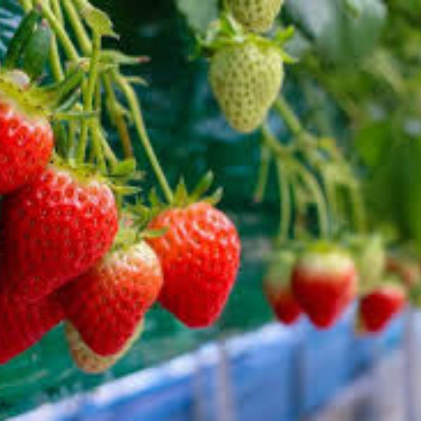 Everbearing Strawberry Seeds 200+ Red Fruit Fragaria x ananassa Garden Planting Kit
