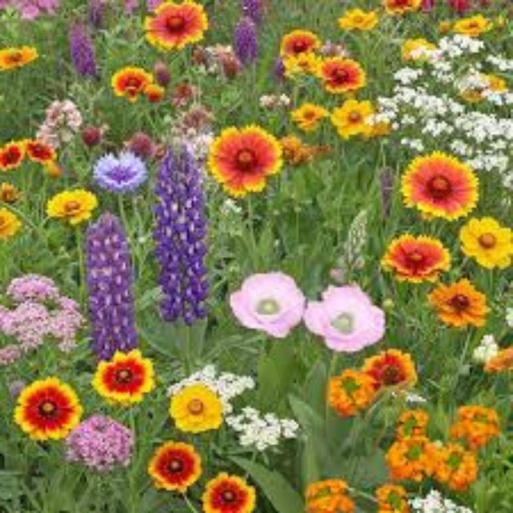 Wildflower Seed Mix 200 Variety Organic USA Seeds Shade Tolerant Native Plants Native Wildflowers