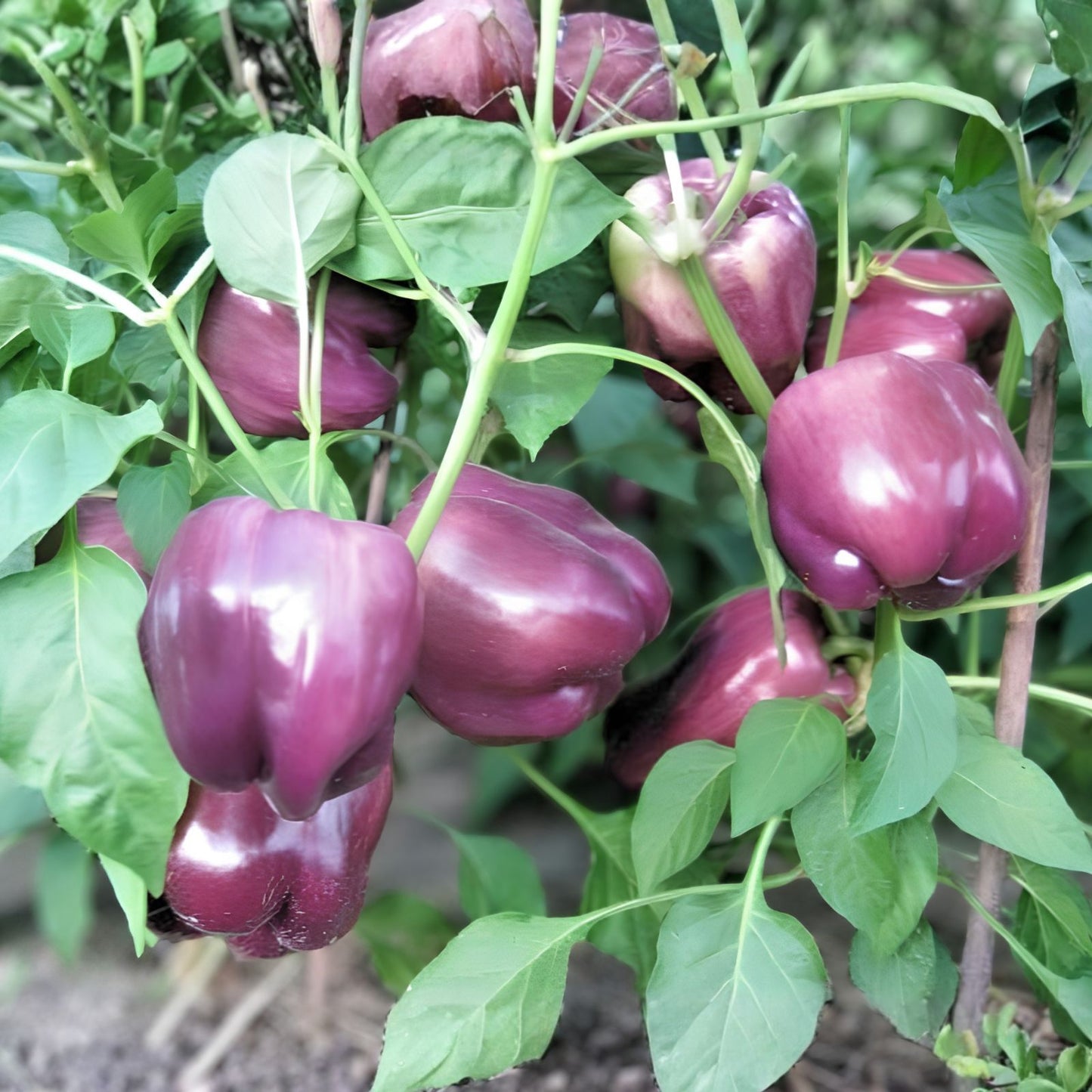 Purple Beauty Pepper Seeds - 100+ Edible Capsicum annuum Seeds for Garden, Cooking, and Fresh Eating