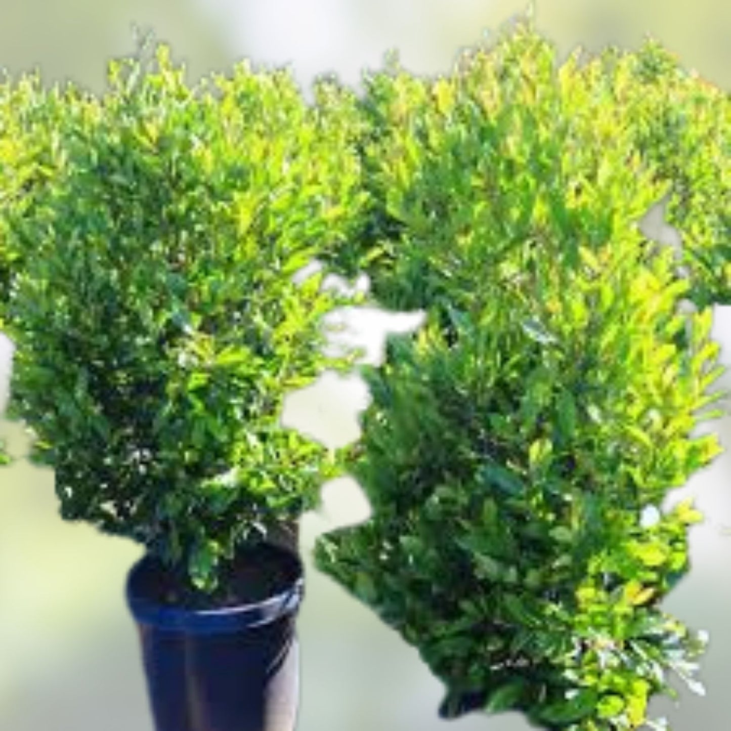 Carolina Cherry Laurel Seedlings 3 Pack - Fast Growing Hedge Trees Prunus caroliniana for Privacy and Landscaping
