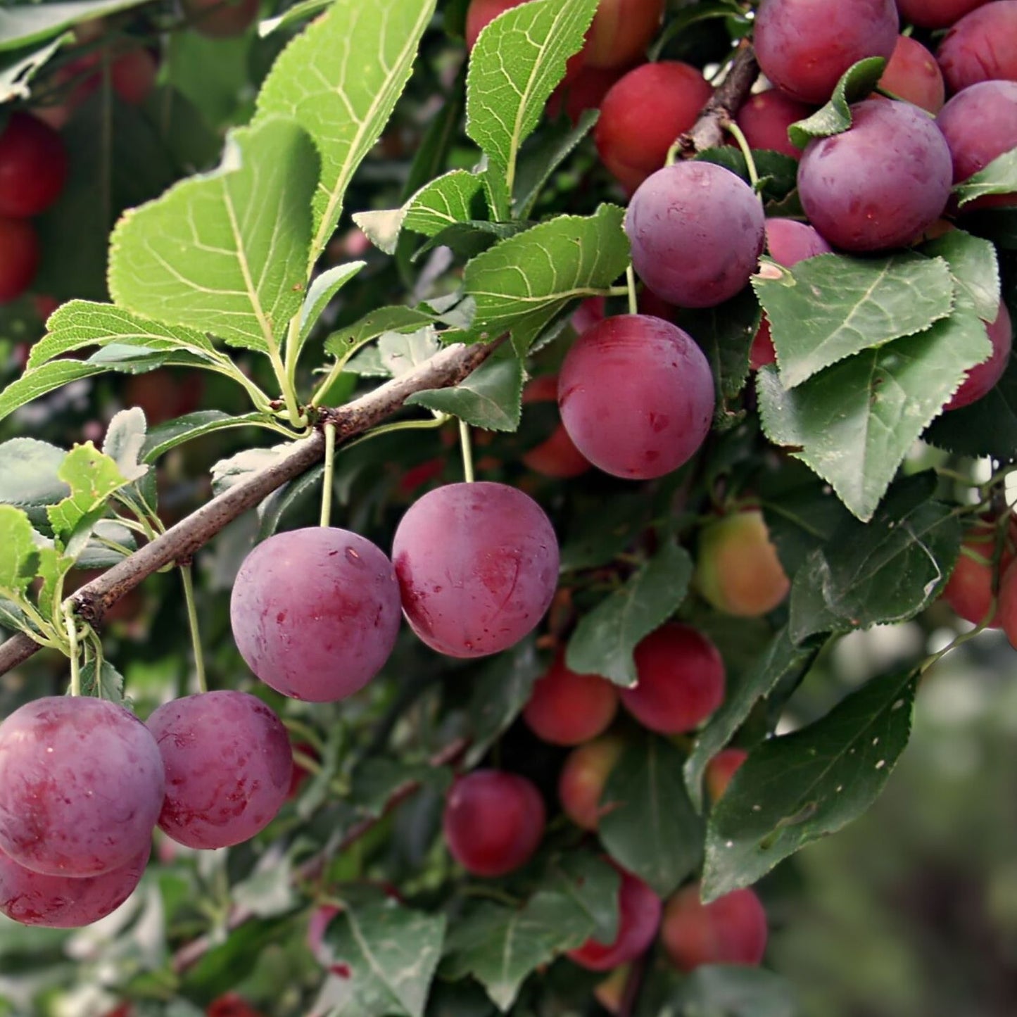 Wild Plum Tree Live Plant – 18 Inches – Prunus spp. – Edible Fruit Tree for Garden and Landscape – Hardy Zones 5-9
