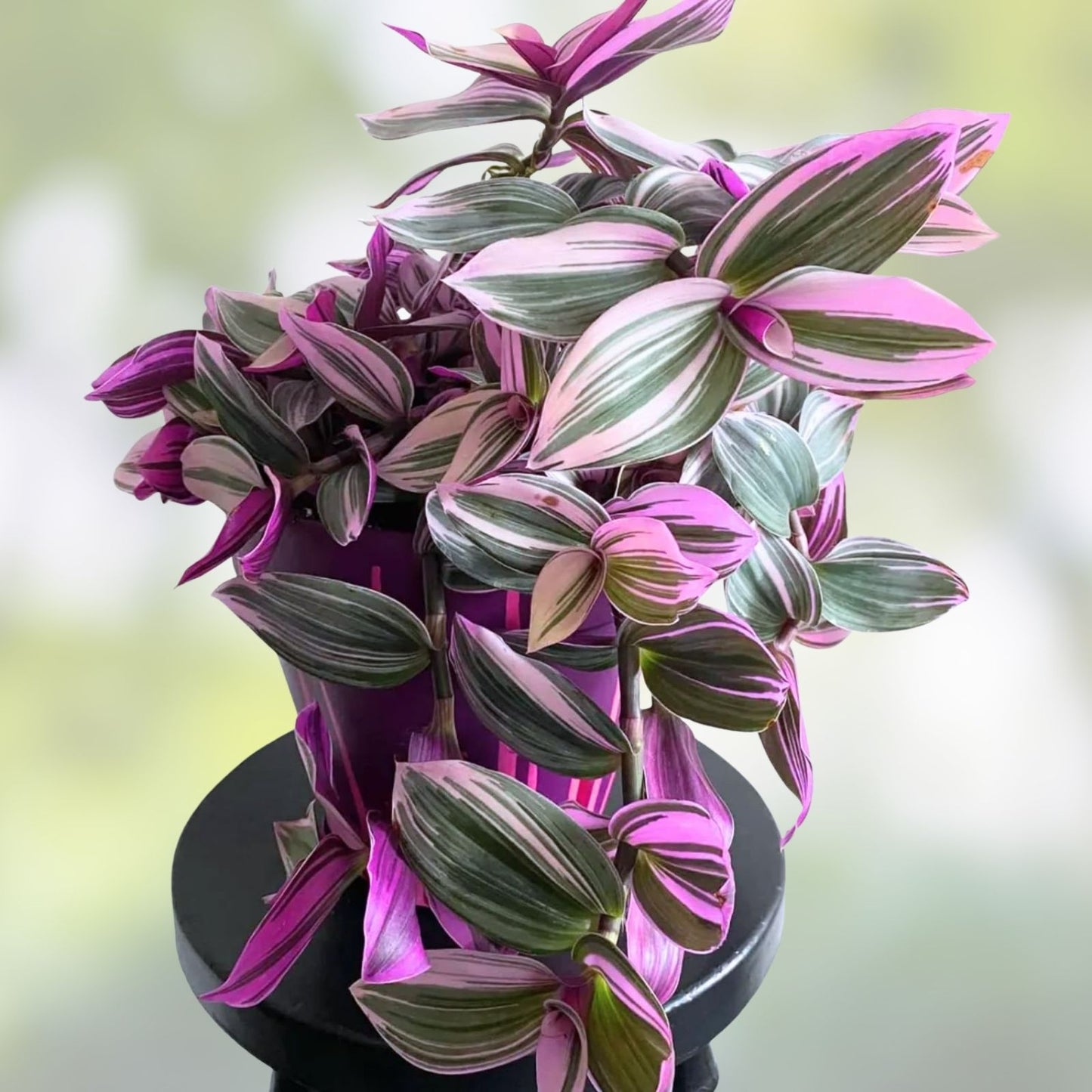 Tradescantia Nanouk Cuttings - Rare Pink Wandering Jew - 5 Healthy Propagation Plants - Indoor Houseplant, Easy Care, Bright Foliage
