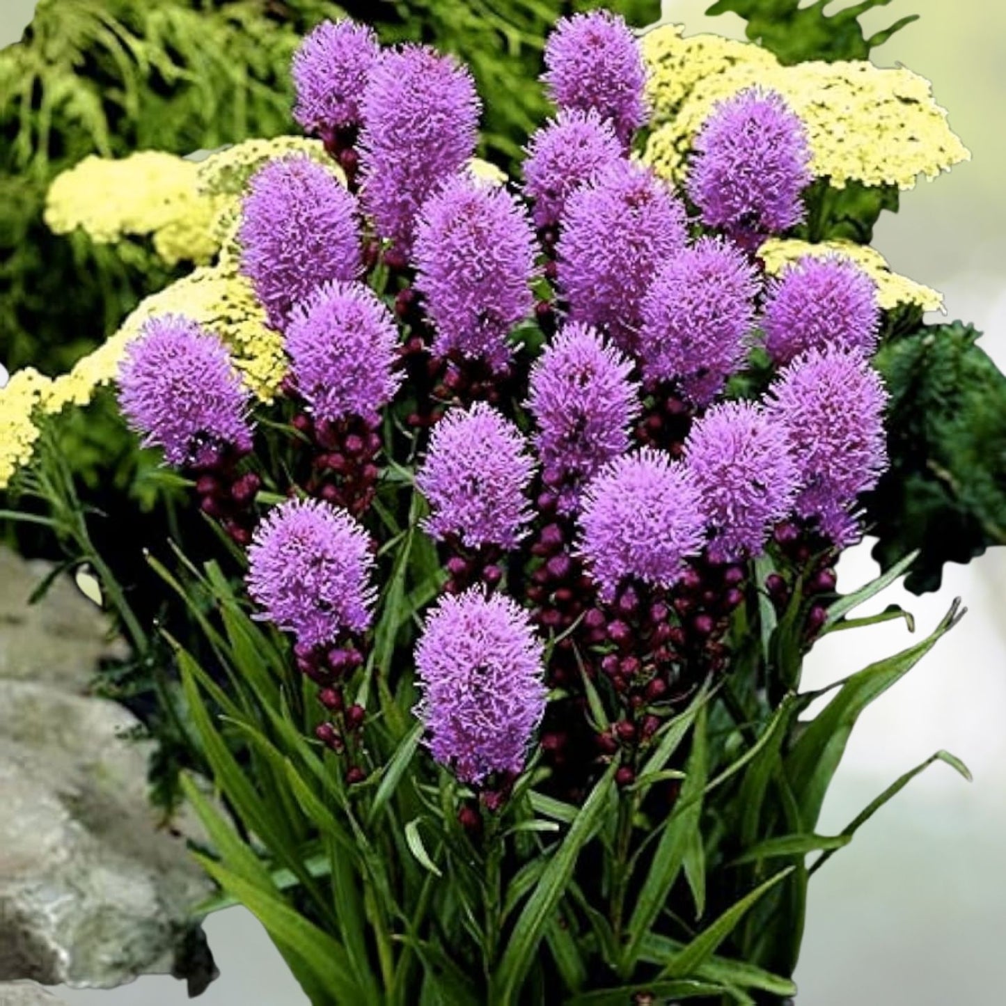 Kobold Dense Blazing Star Seeds - 25+ Liatris spicata - Perennial Flower Seeds for Garden Planting