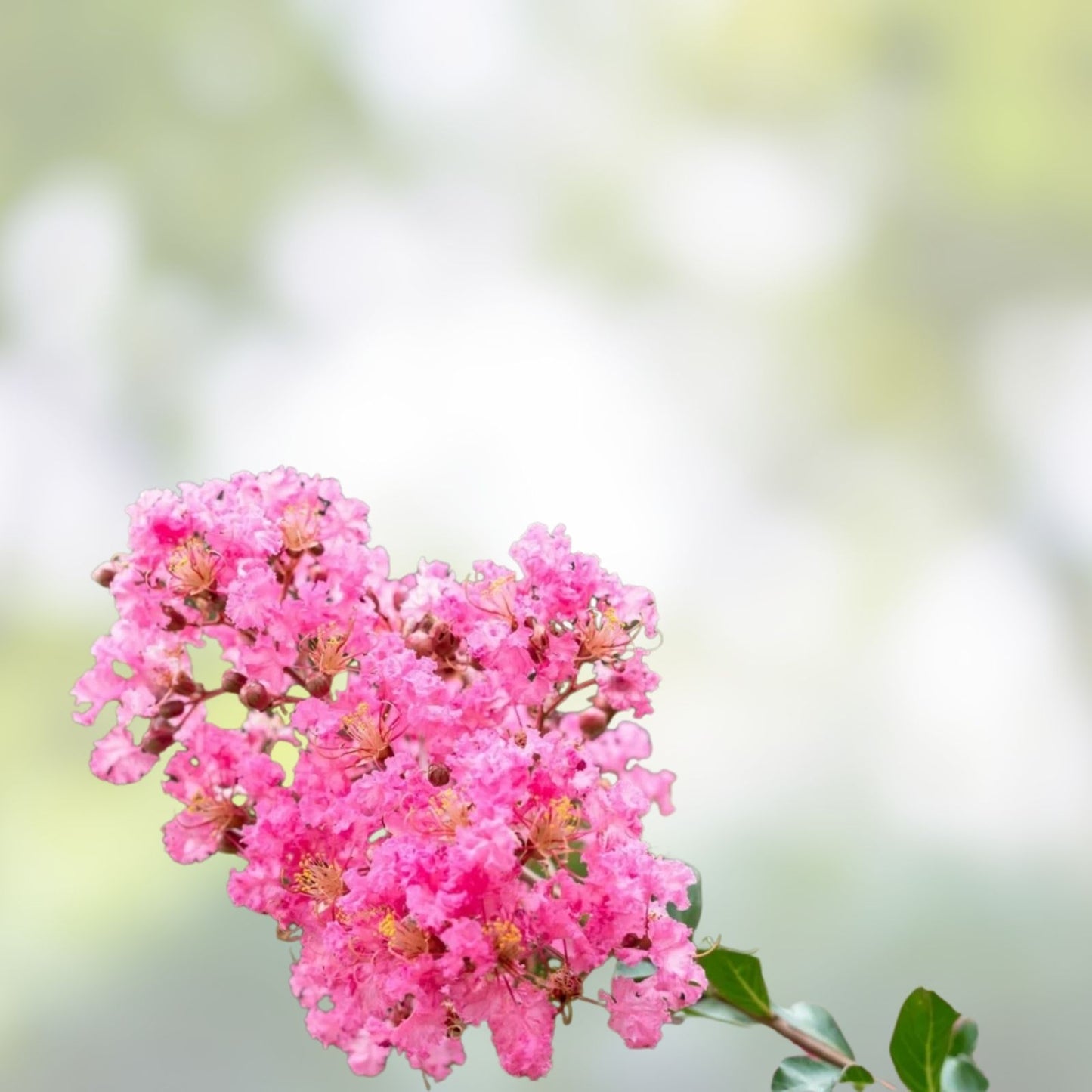 Hot Pink Crepe Myrtle Trees - 2 Live Flowering Rooted Cuttings - Lagerstroemia indica - Ornamental Garden Tree