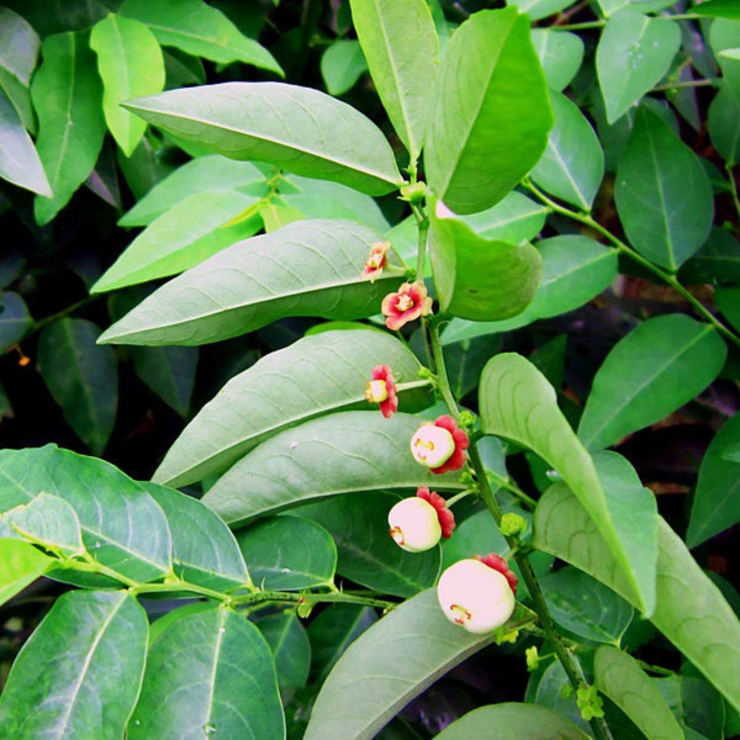 Katuk Cuttings - 12 Sweet Leaf Plant Cuttings with Nutty Flavor - Sauropus androgynus, Edible Leaf Starter Plants